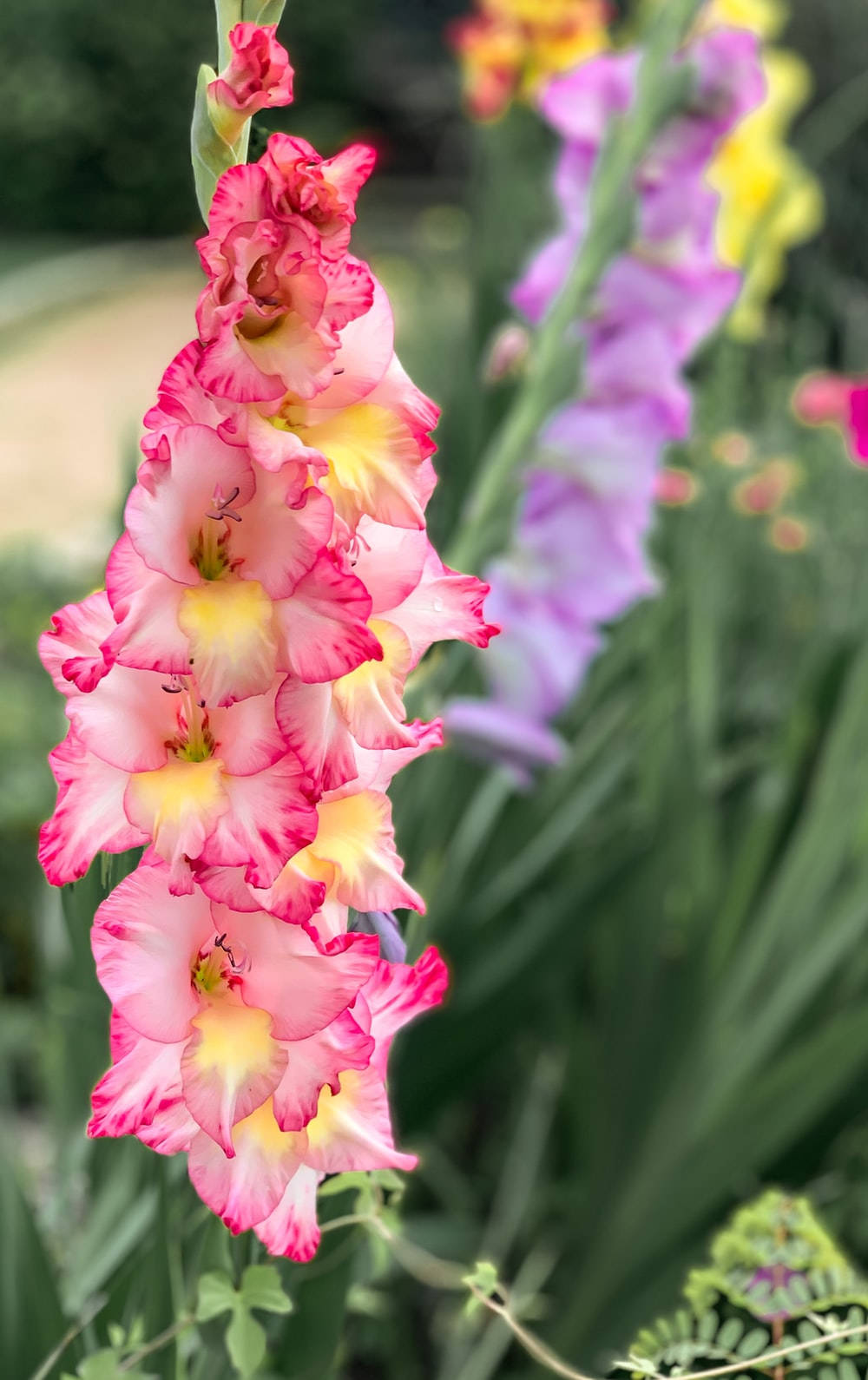 Tri-colored Gladiolus Flower Background