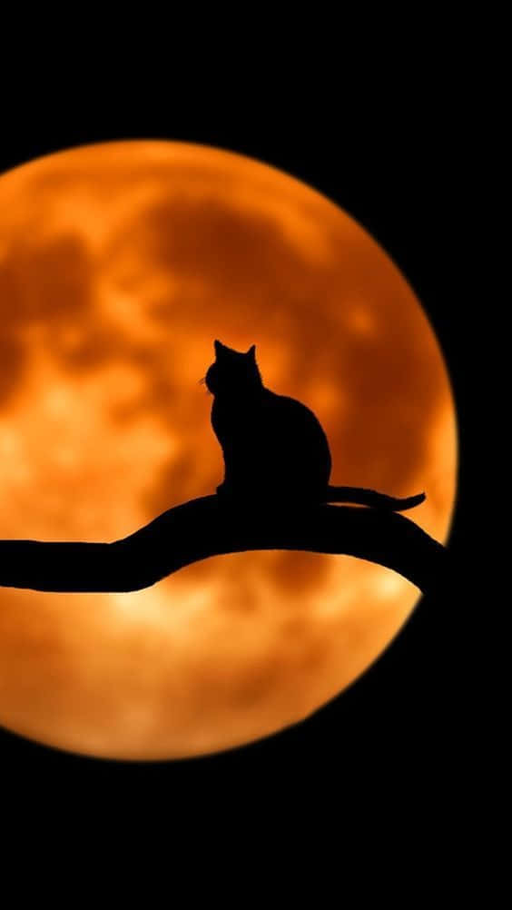 Trick Or Treat? Background