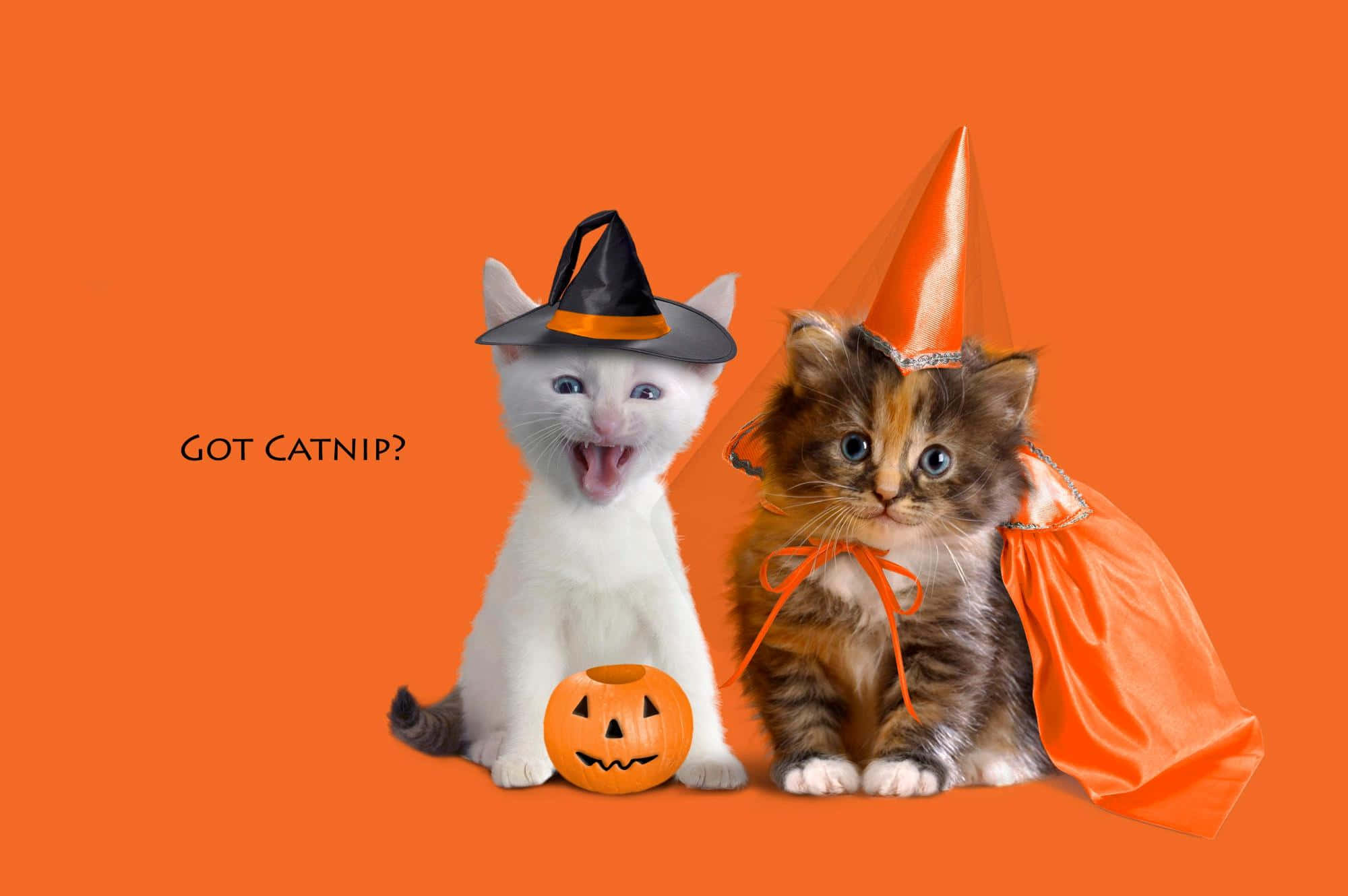 Trick Or Treat? This Halloween Cat Is Ready To Party! Background