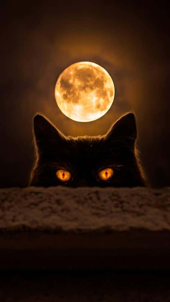 Trick Or Treat This Halloween With A Spine-chilling Black Cat Background
