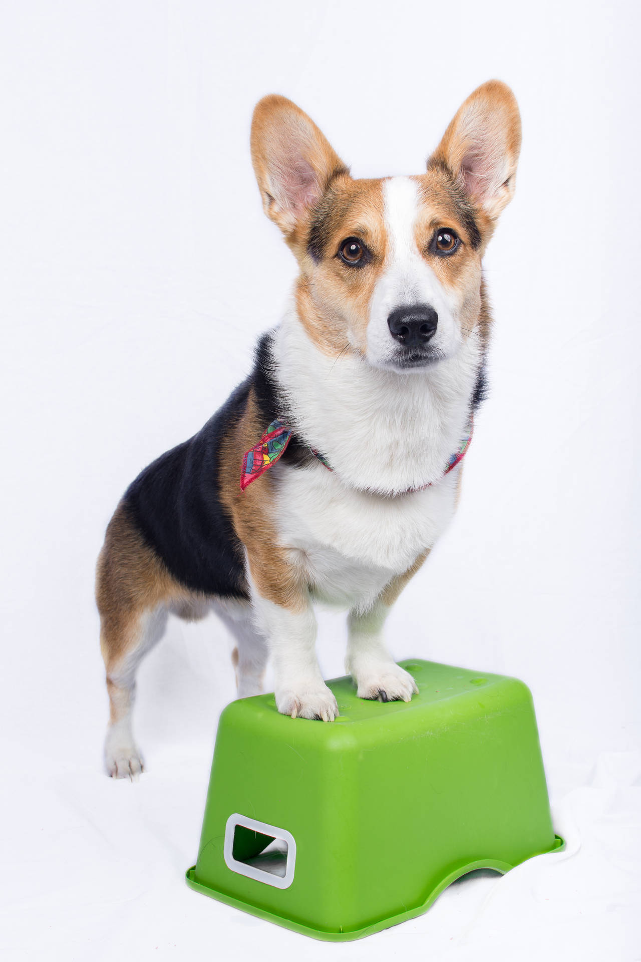 Tricolor Pembroke Welsh Corgi Dog Background