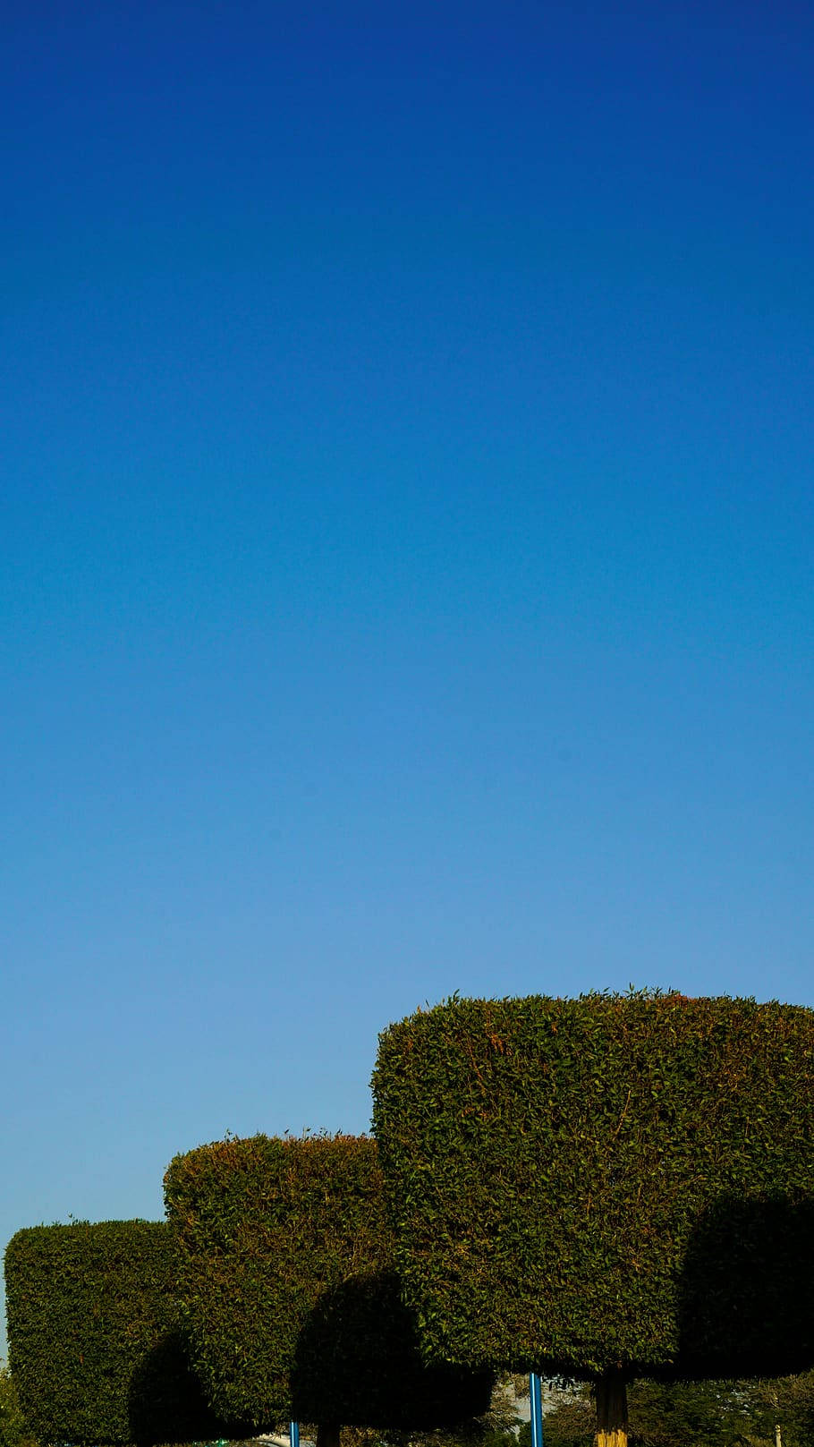 Trimmed Trees Against Azure Tonal Background Background