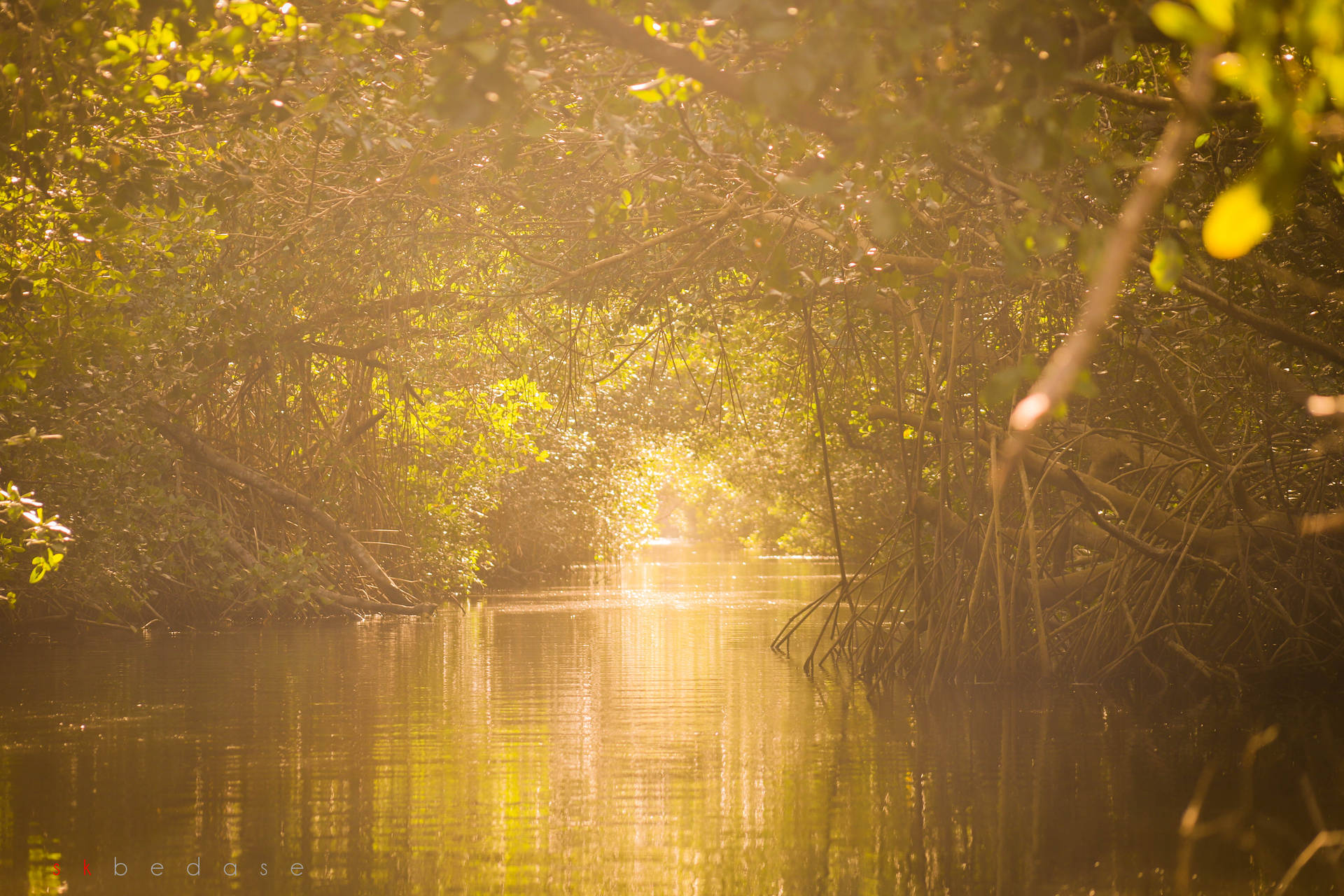 Trinidad And Tobago Caroni Swamp Background