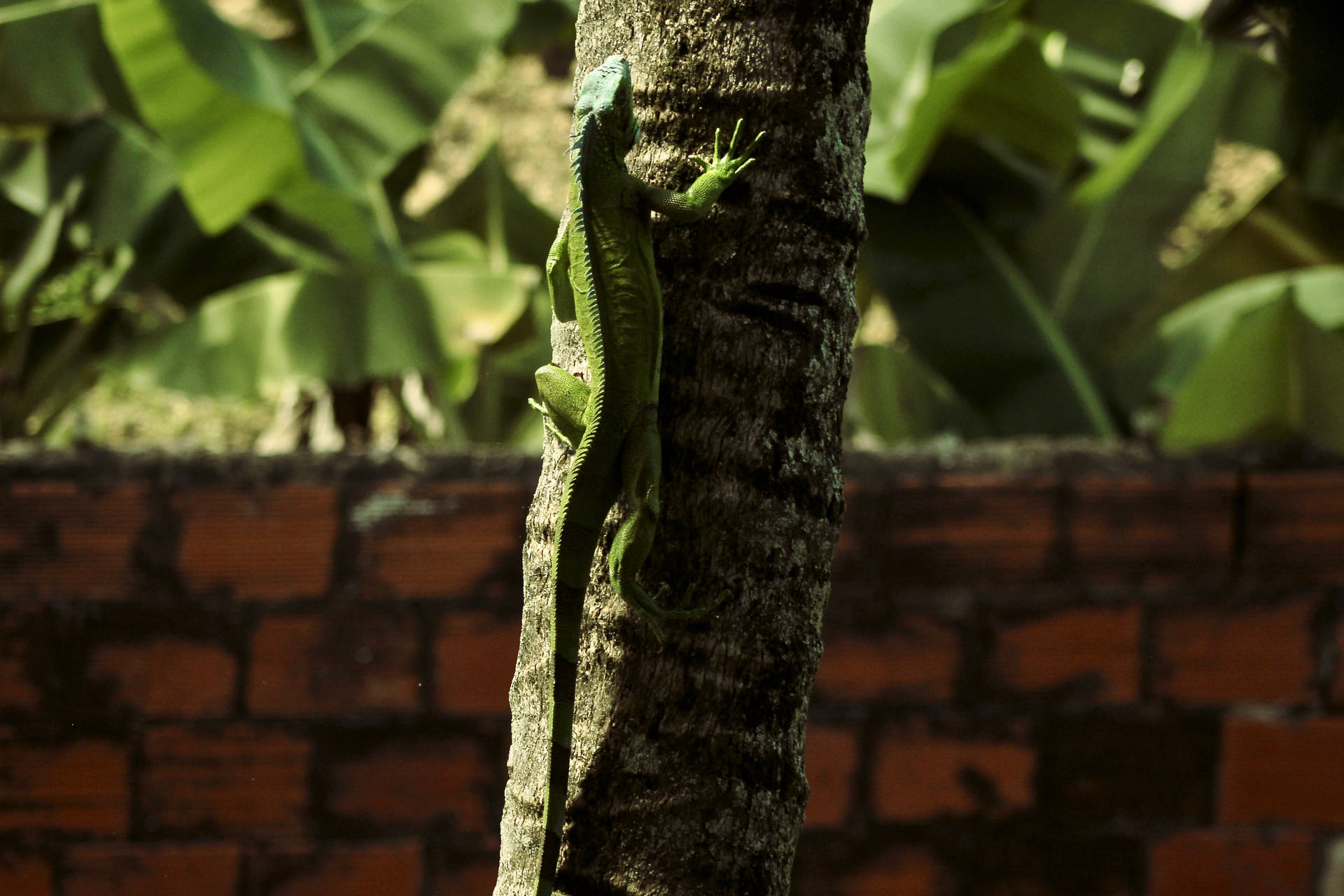 Trinidad And Tobago Green Iguana