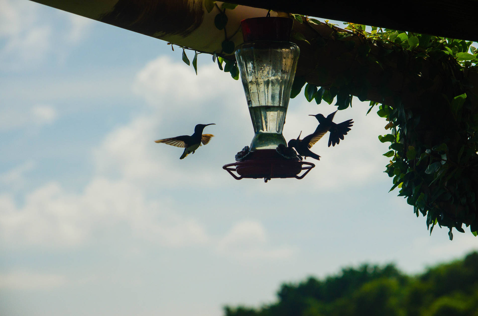 Trinidad And Tobago Hummingbirds Background