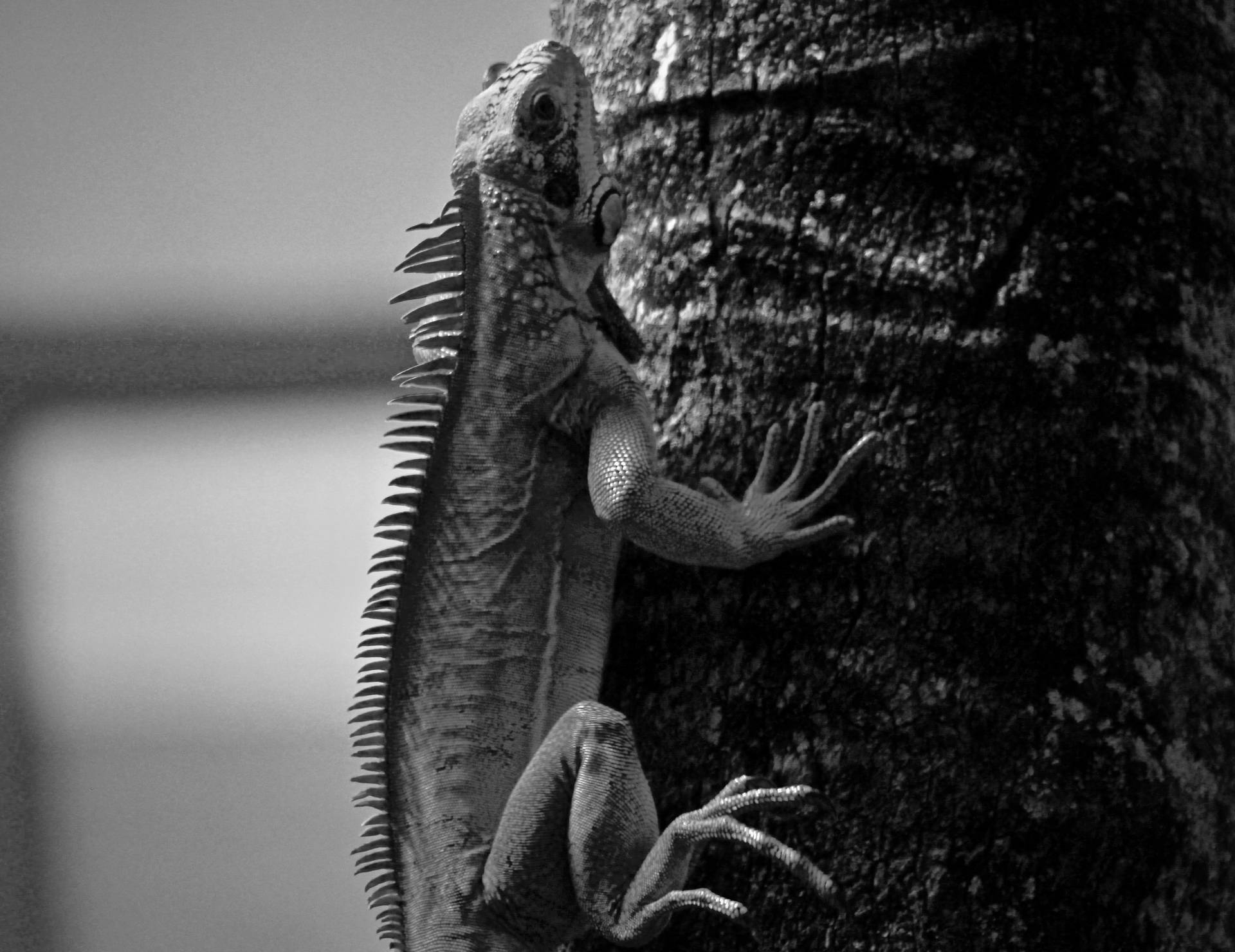Trinidad And Tobago Monochrome Iguana Background