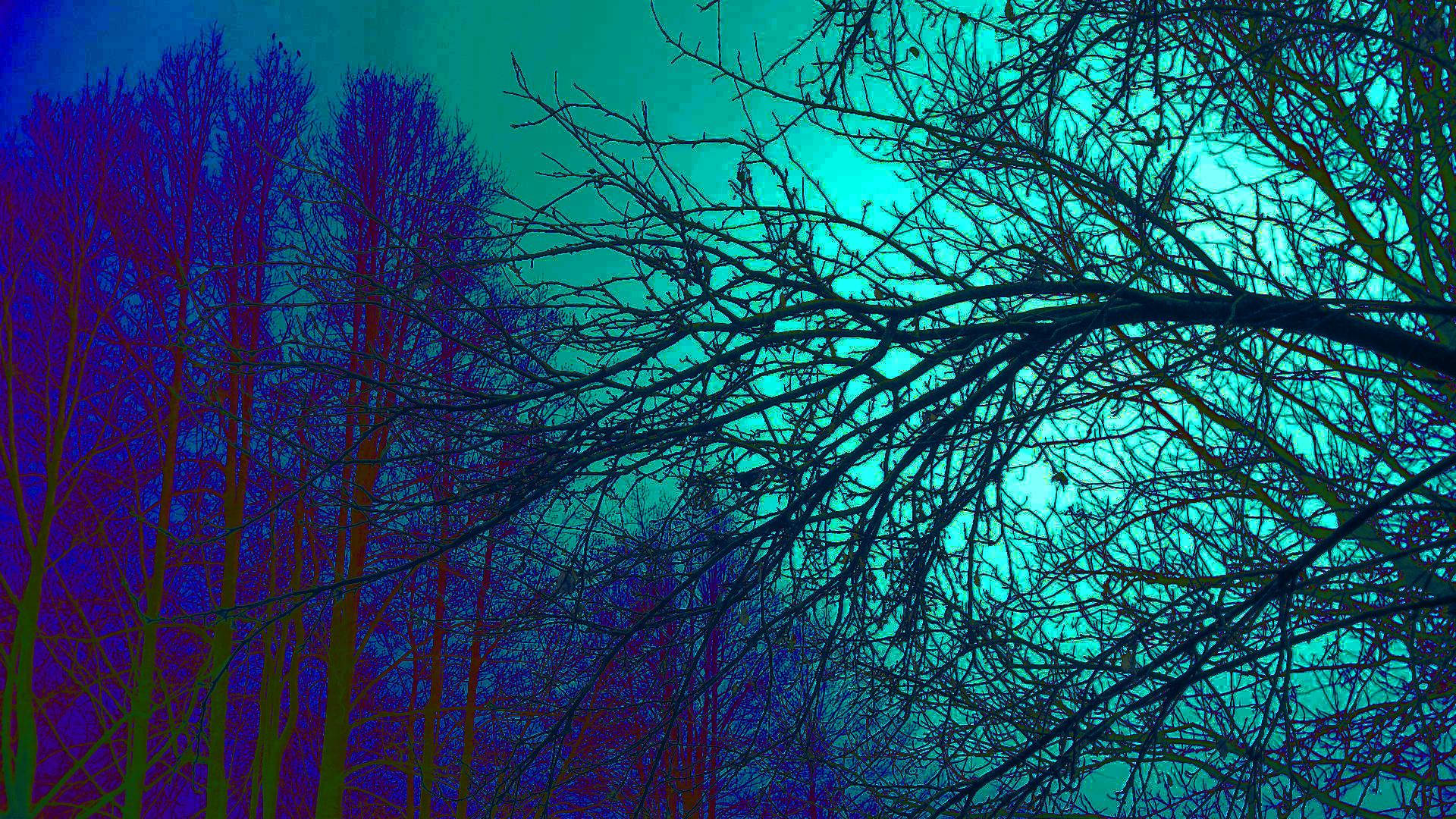 Trippy Trees Background