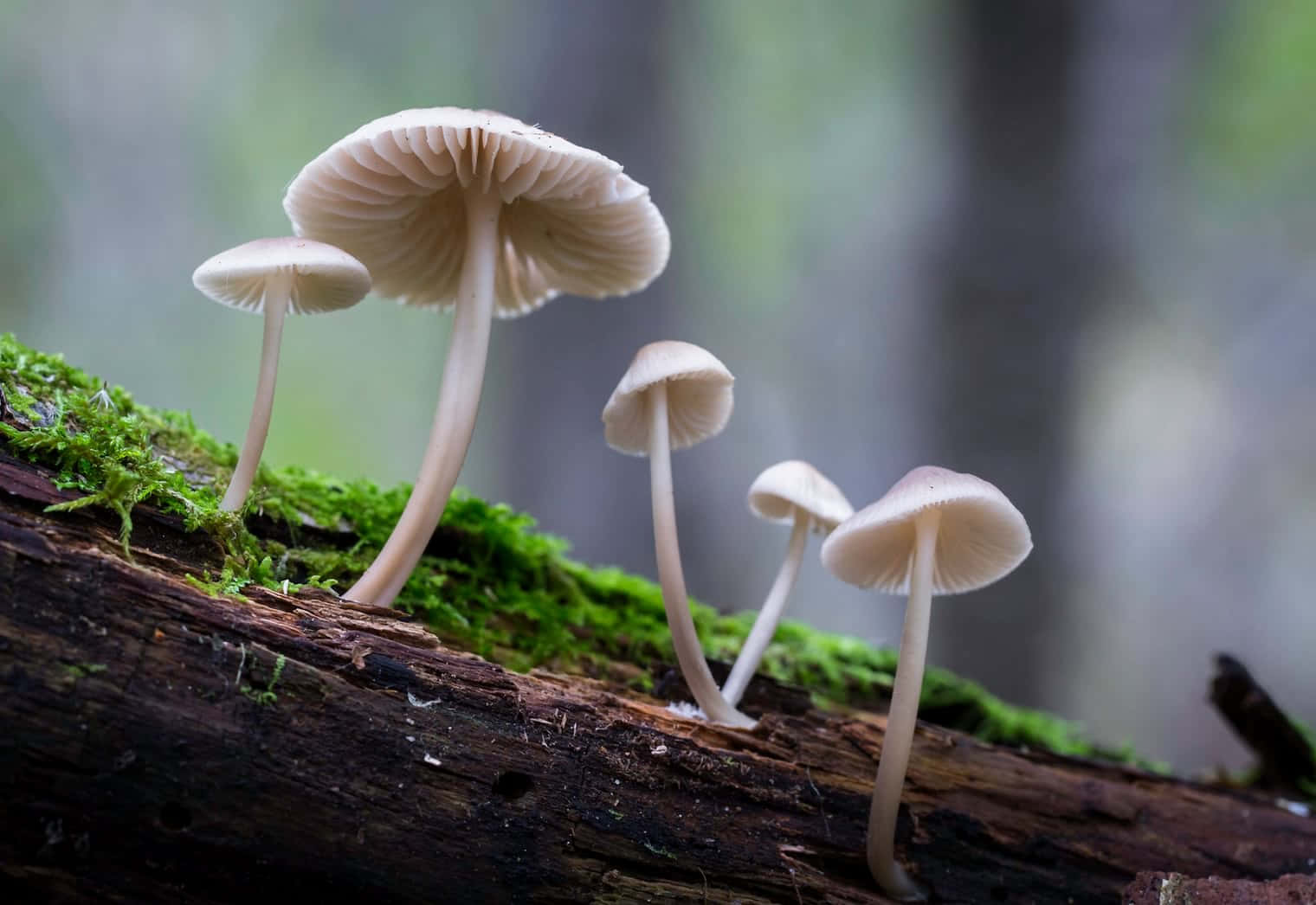 Troop Of Bonnet Mushrooms Thriving On A Damp Tree