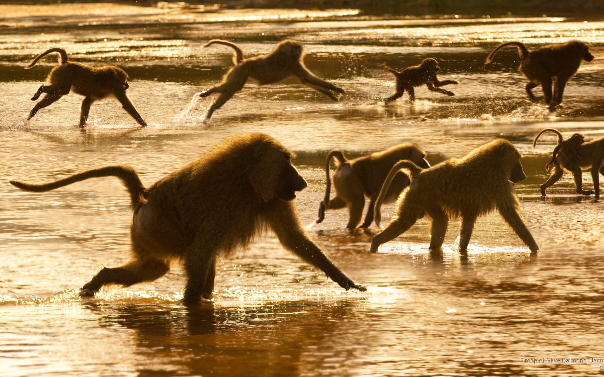Troop Of Olive Baboons Monkey