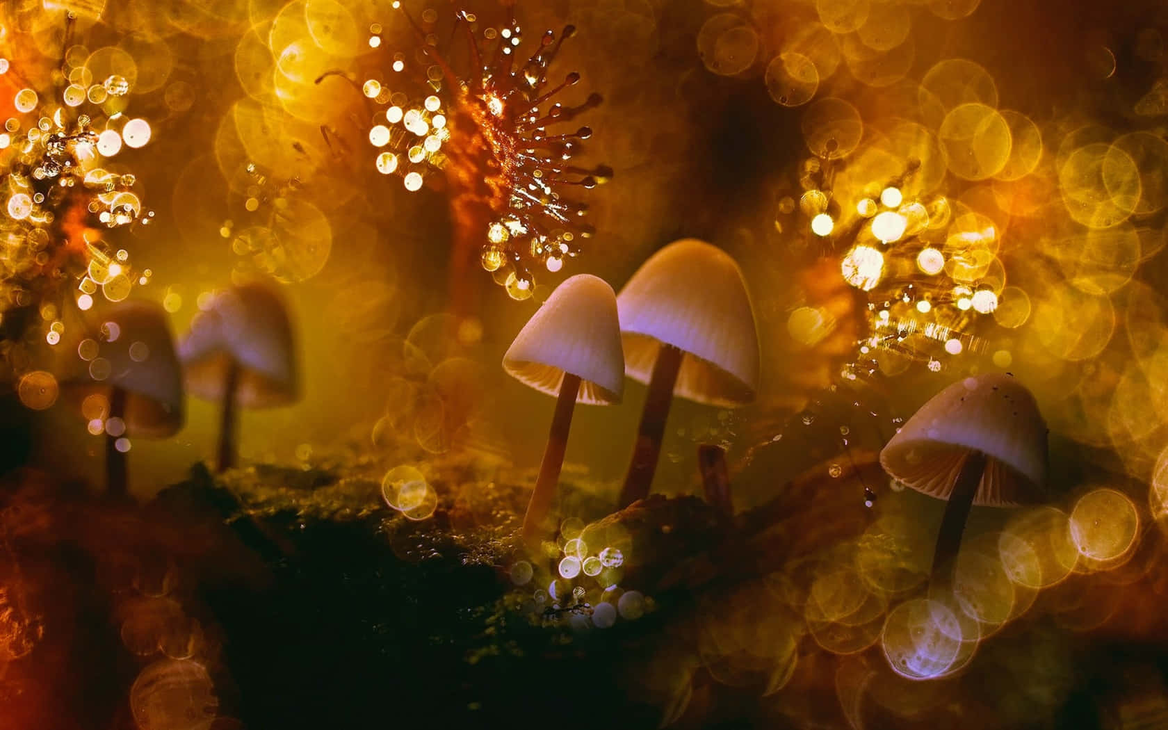 Troop Of Psilocybe Fungus On Glowing Bokeh Backdrop