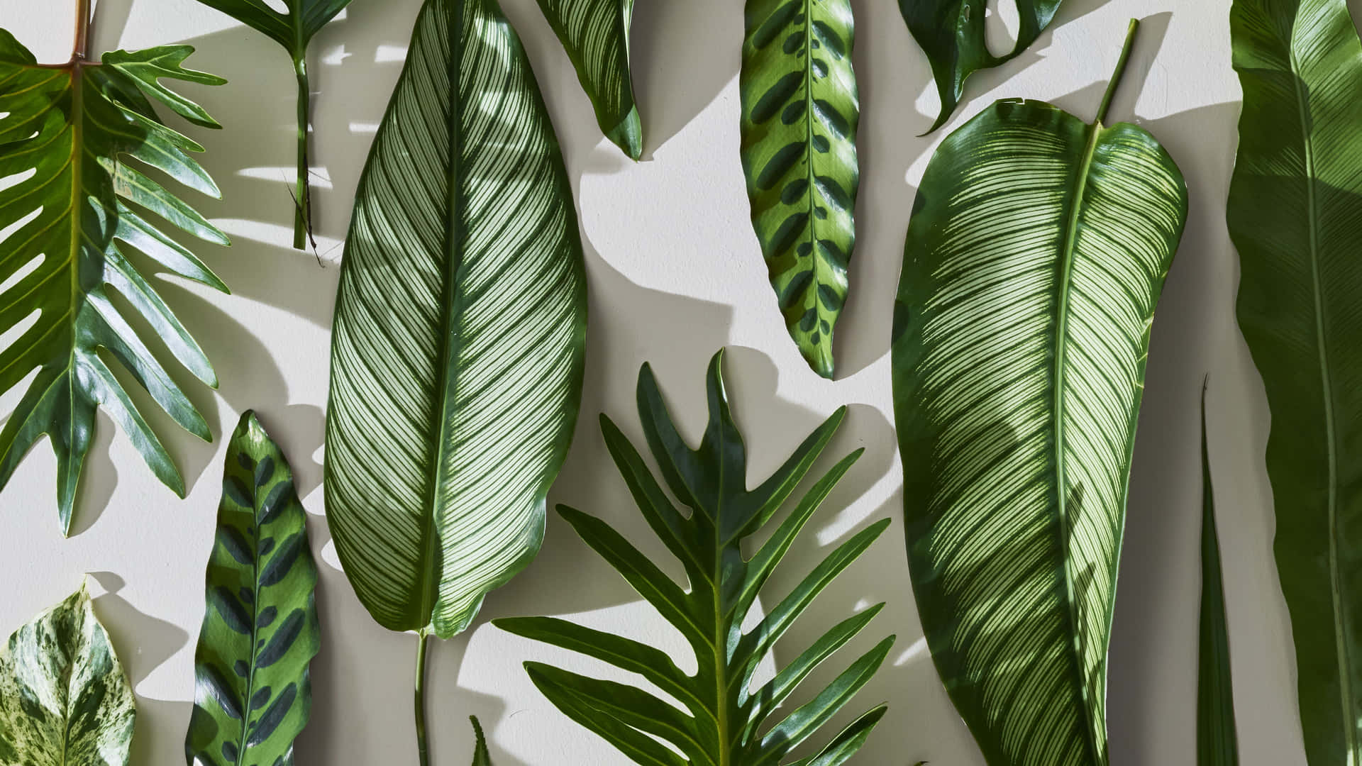 Tropical Aesthetic Houseplants Background