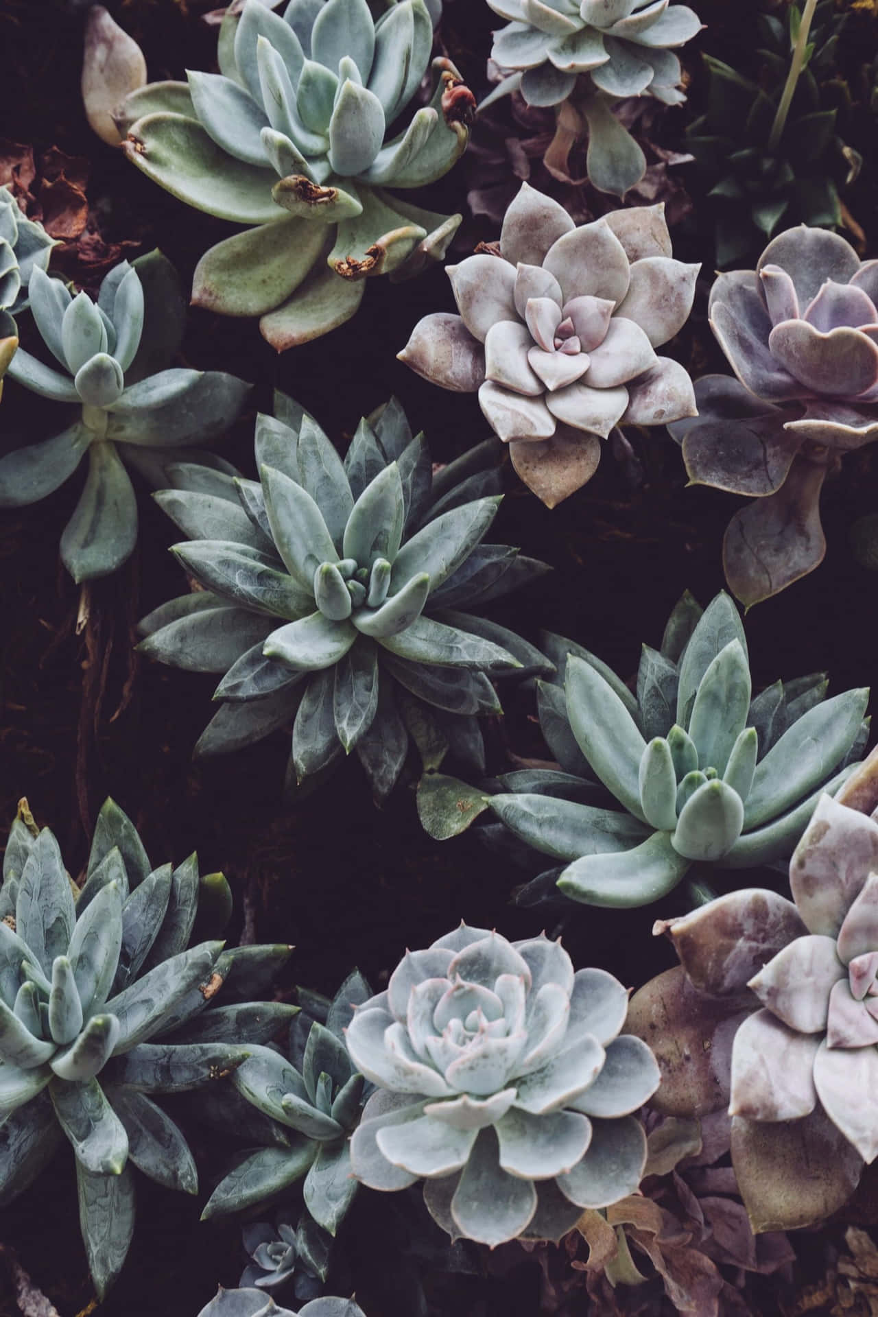 Tropical Aesthetic Succulents Background