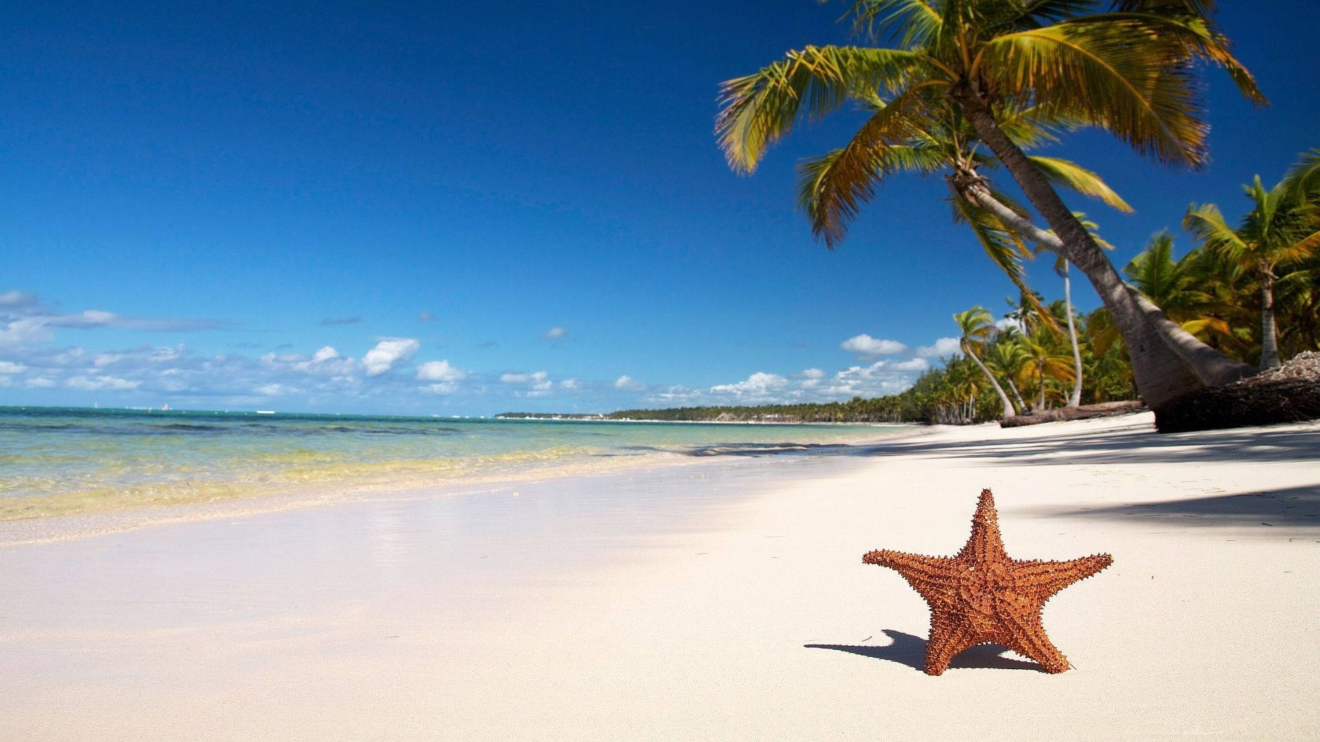 Tropical Beach Area And Starfish