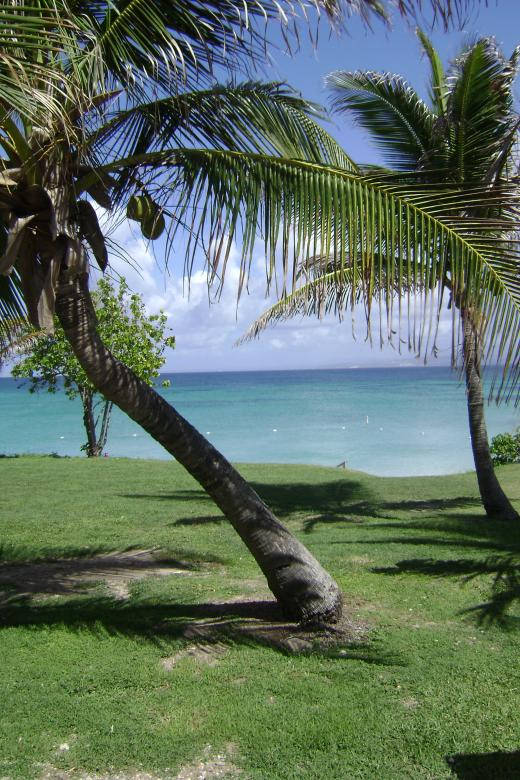 Tropical Beach Island Green Grass Background
