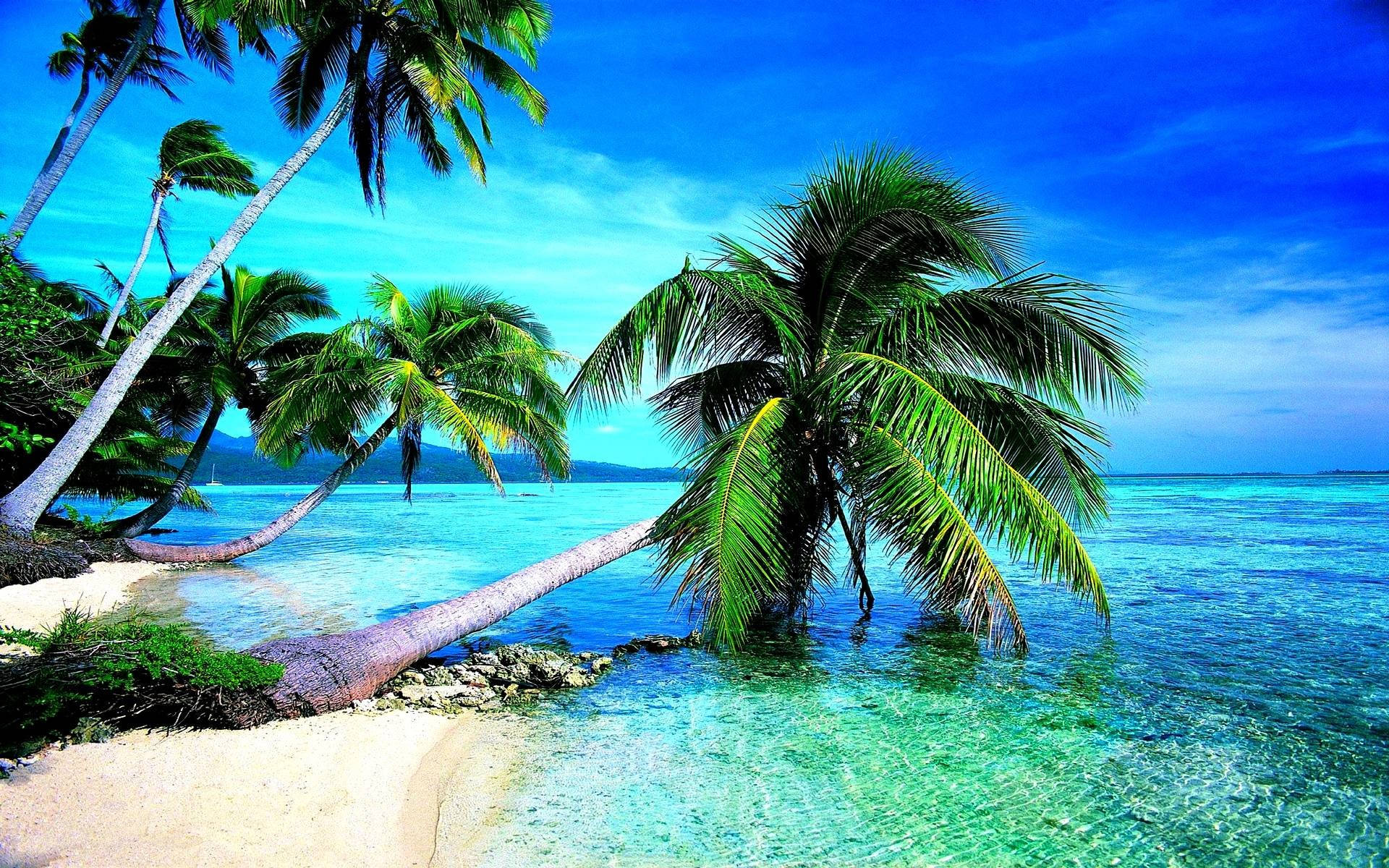 Tropical Beach Palm Tree Kisses Waters Background