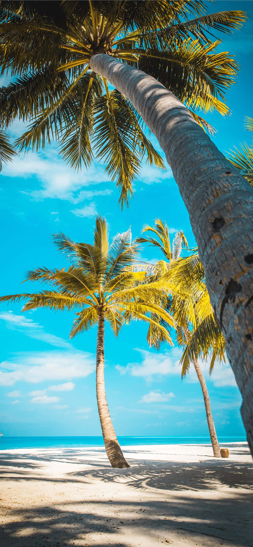 Tropical_ Beach_ Palm_ Trees Background