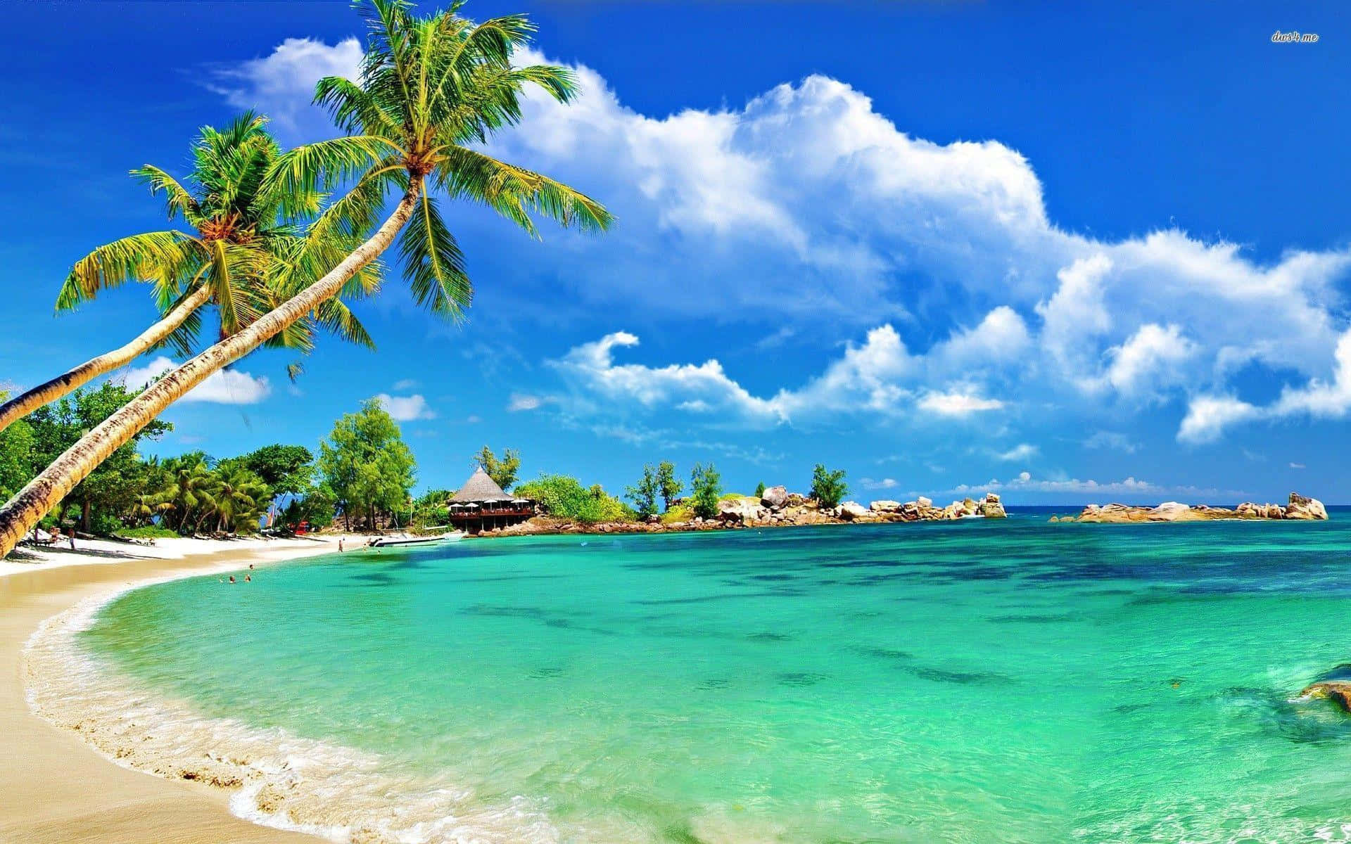 Tropical Beach Scene Clear Waters Background