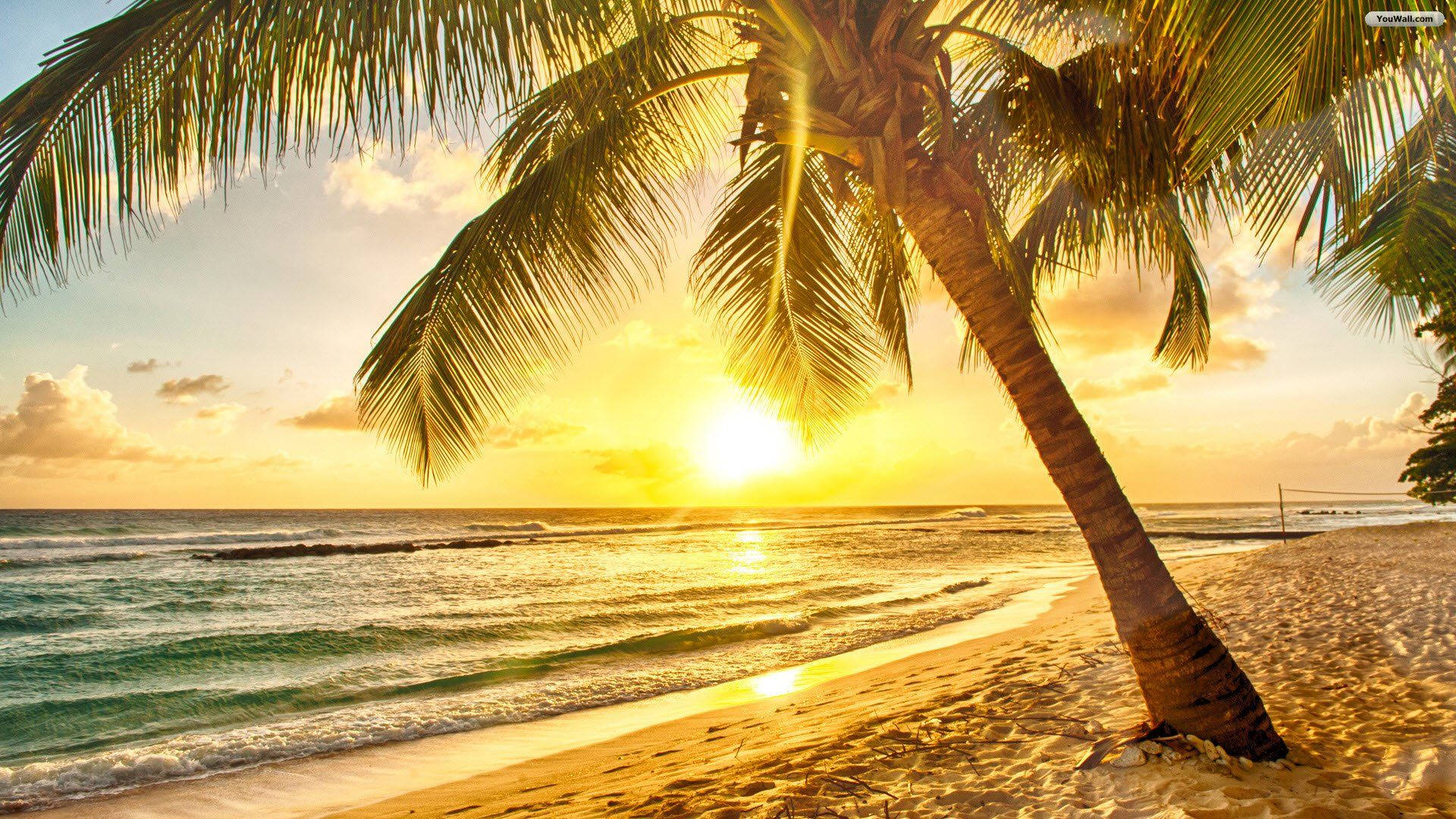Tropical Beach Sunrise Background