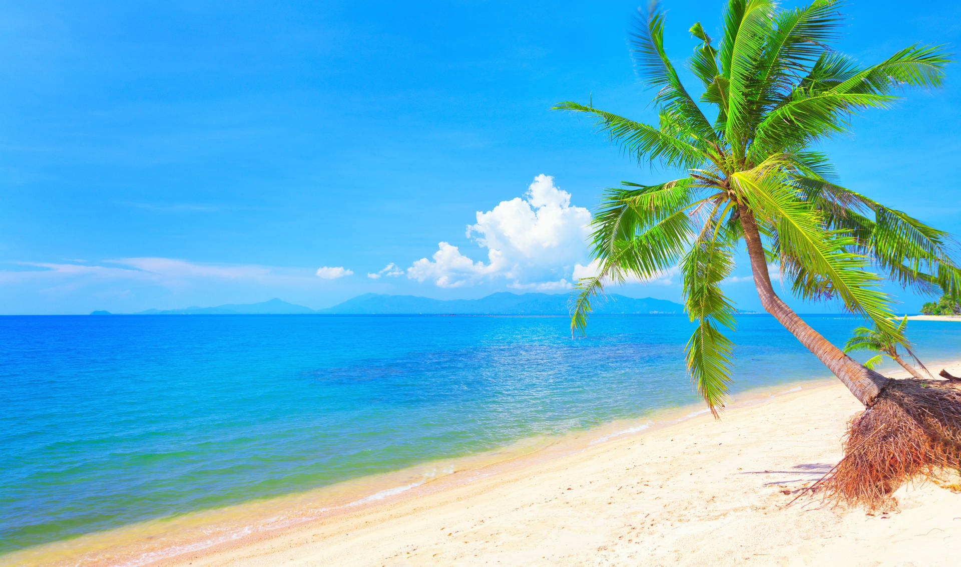 Tropical Beach Turquoise Palm Tree