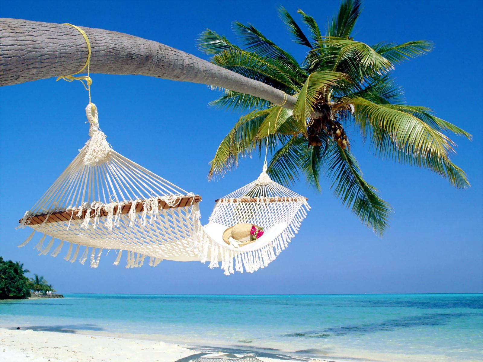 Tropical Beach With Palm Tree Desktop