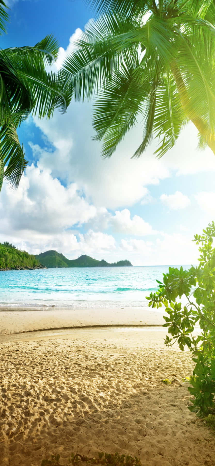 Tropical Beach With Palm Trees And Ocean