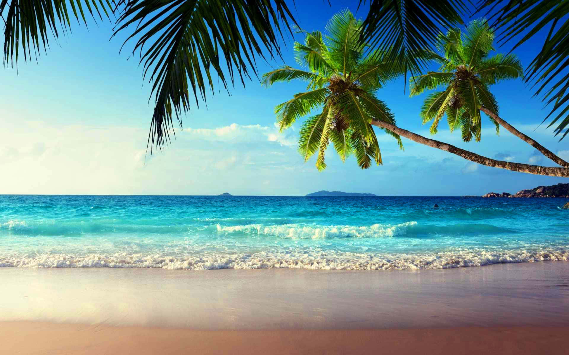 Tropical Beach With Palm Trees Ocean Waves