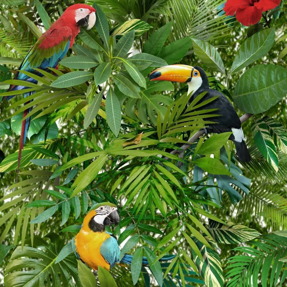 Tropical Birds Paradise