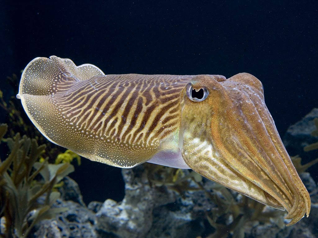 Tropical Bottle-tail Calamari Over Coral Reefs Background