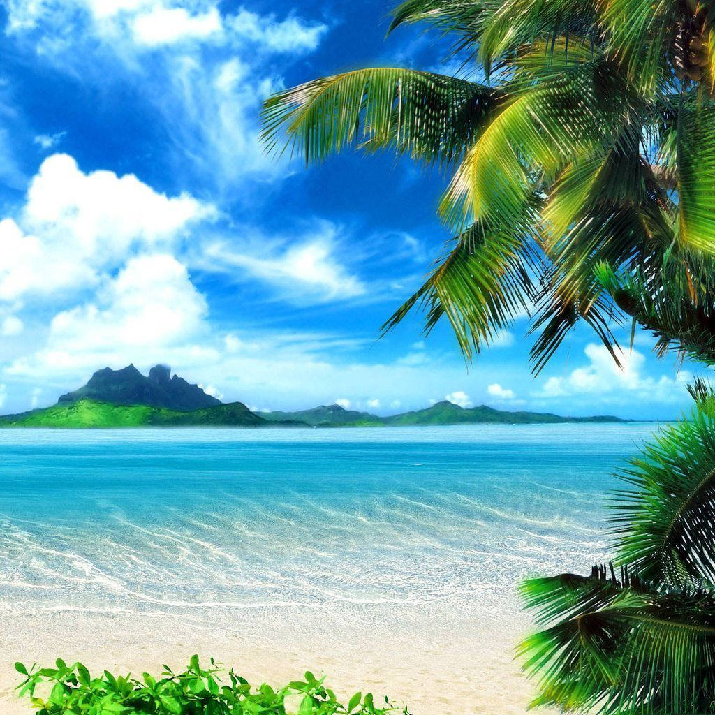 Tropical Coast Ipad Mini Background