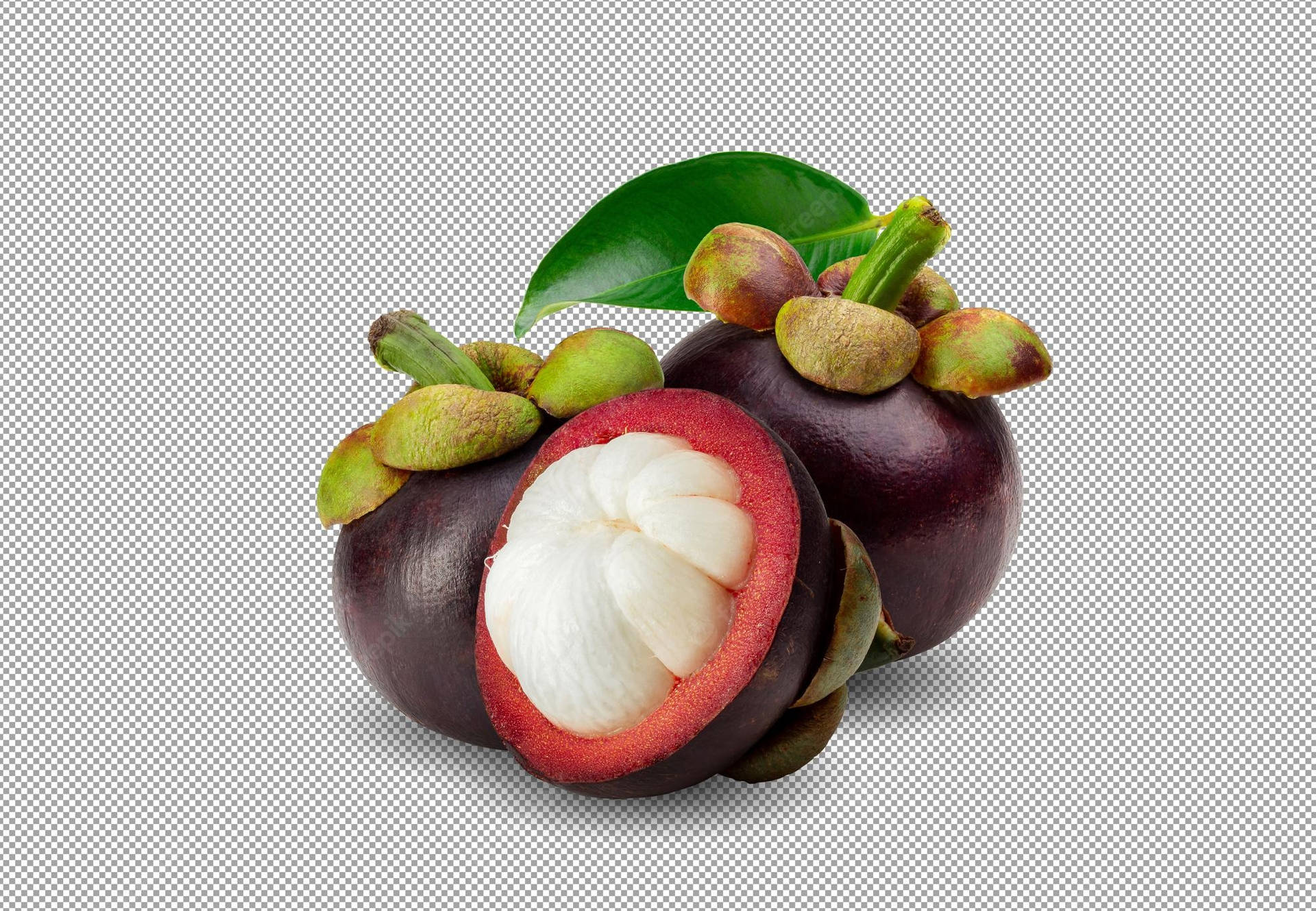 Tropical Evergreen Mangosteen