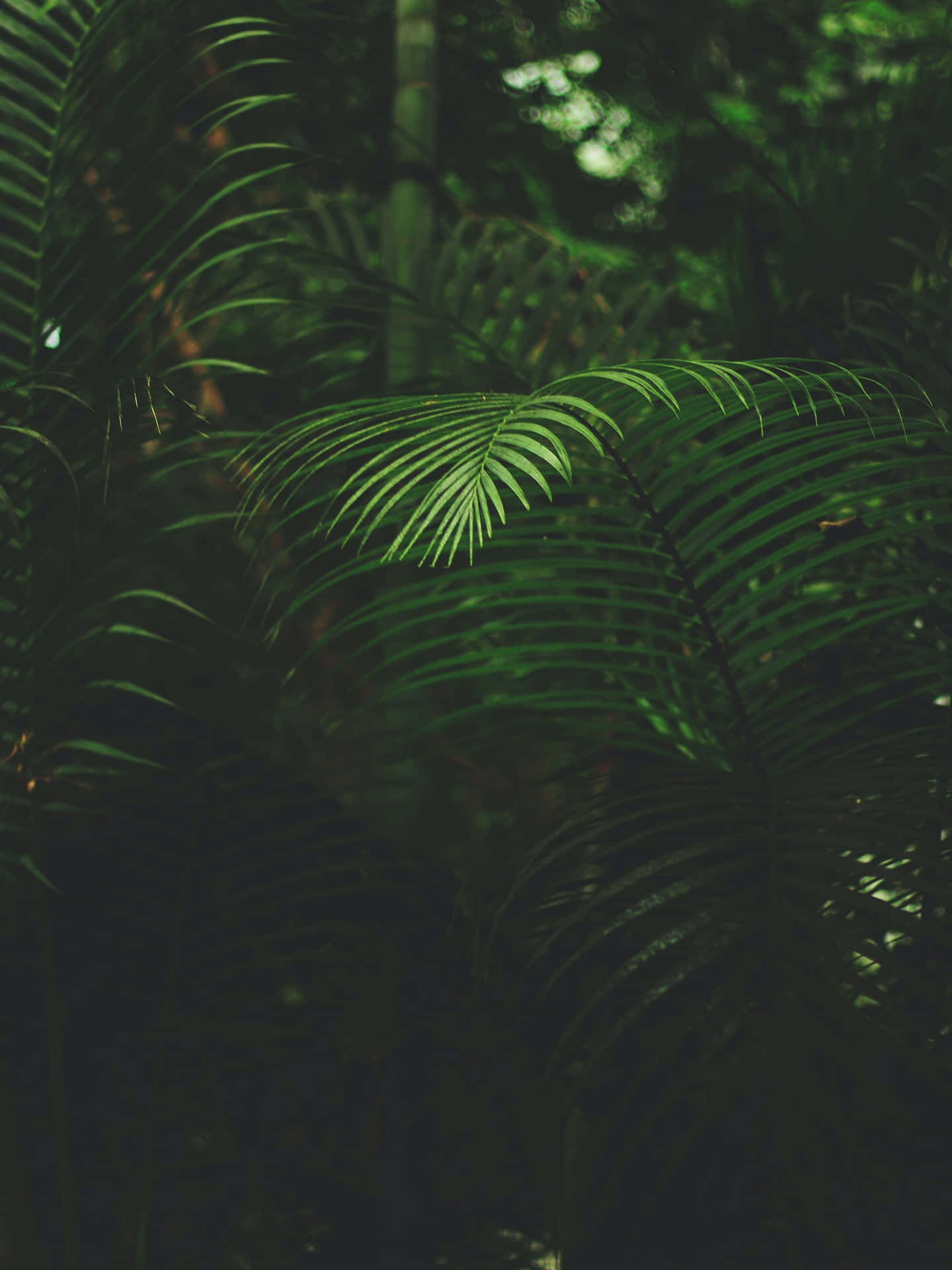 Tropical_ Ferns_in_ Shadow.jpg