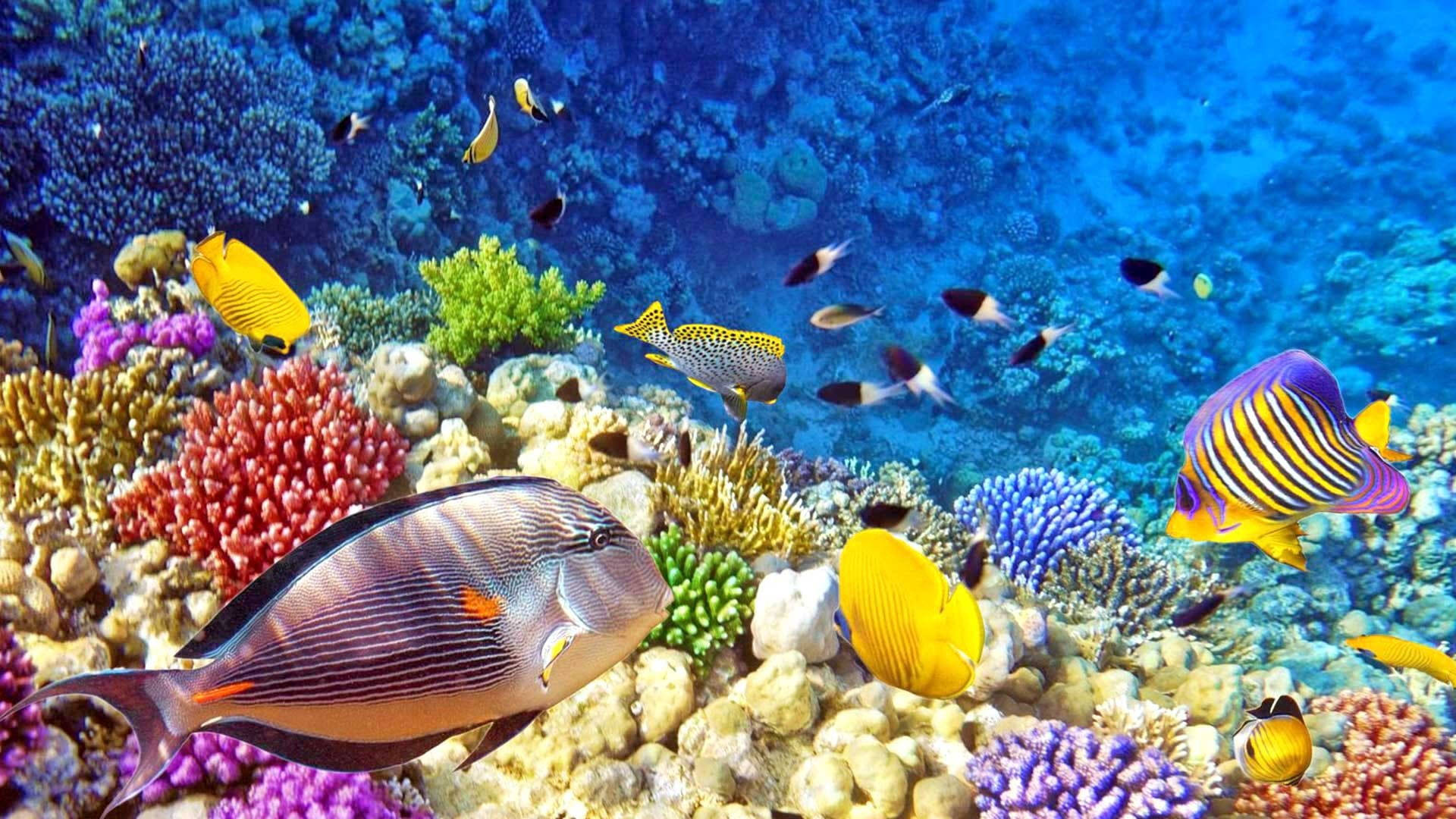 Tropical Fish Deep Water Background