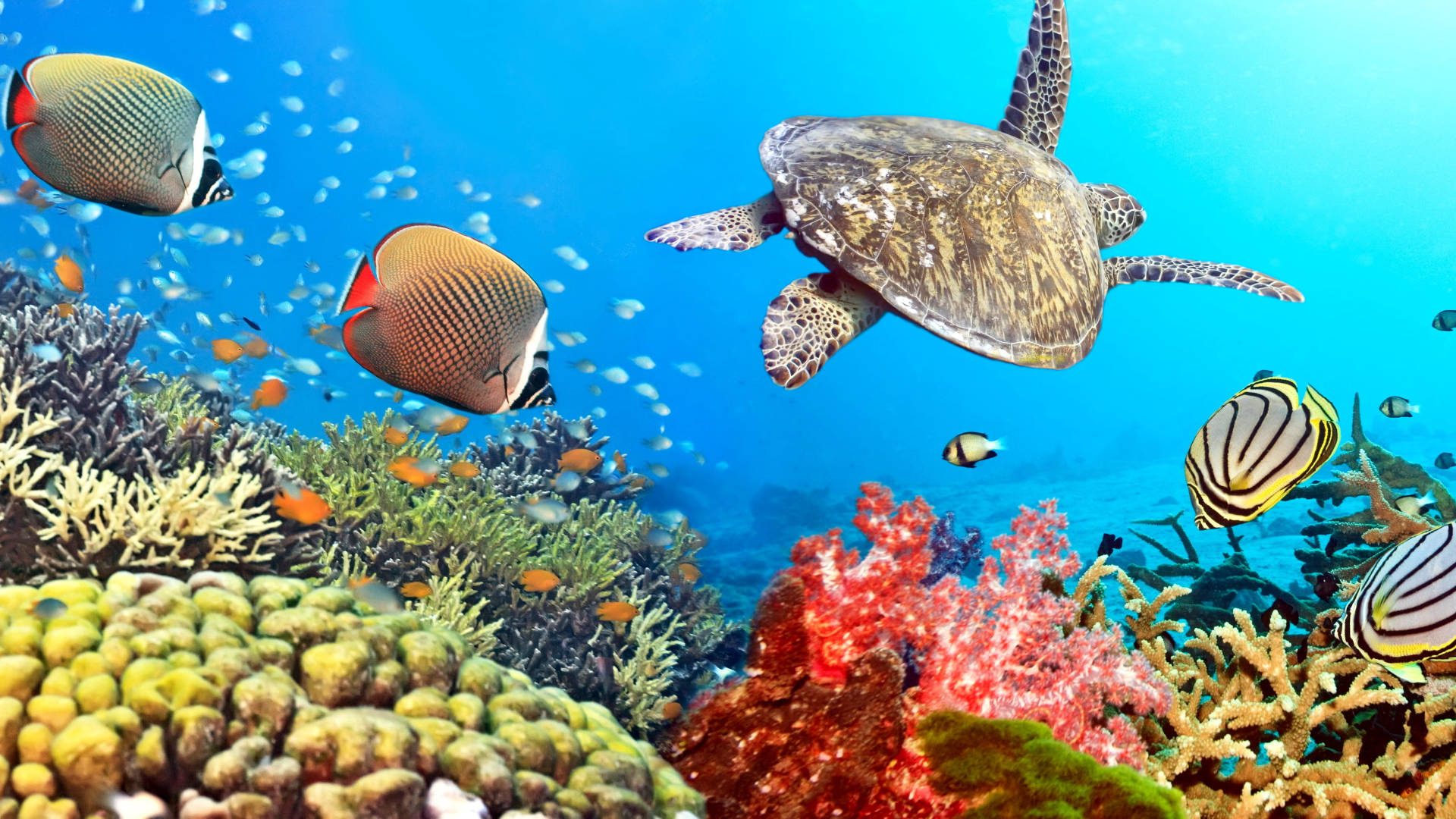 Tropical Fish Turtle Background