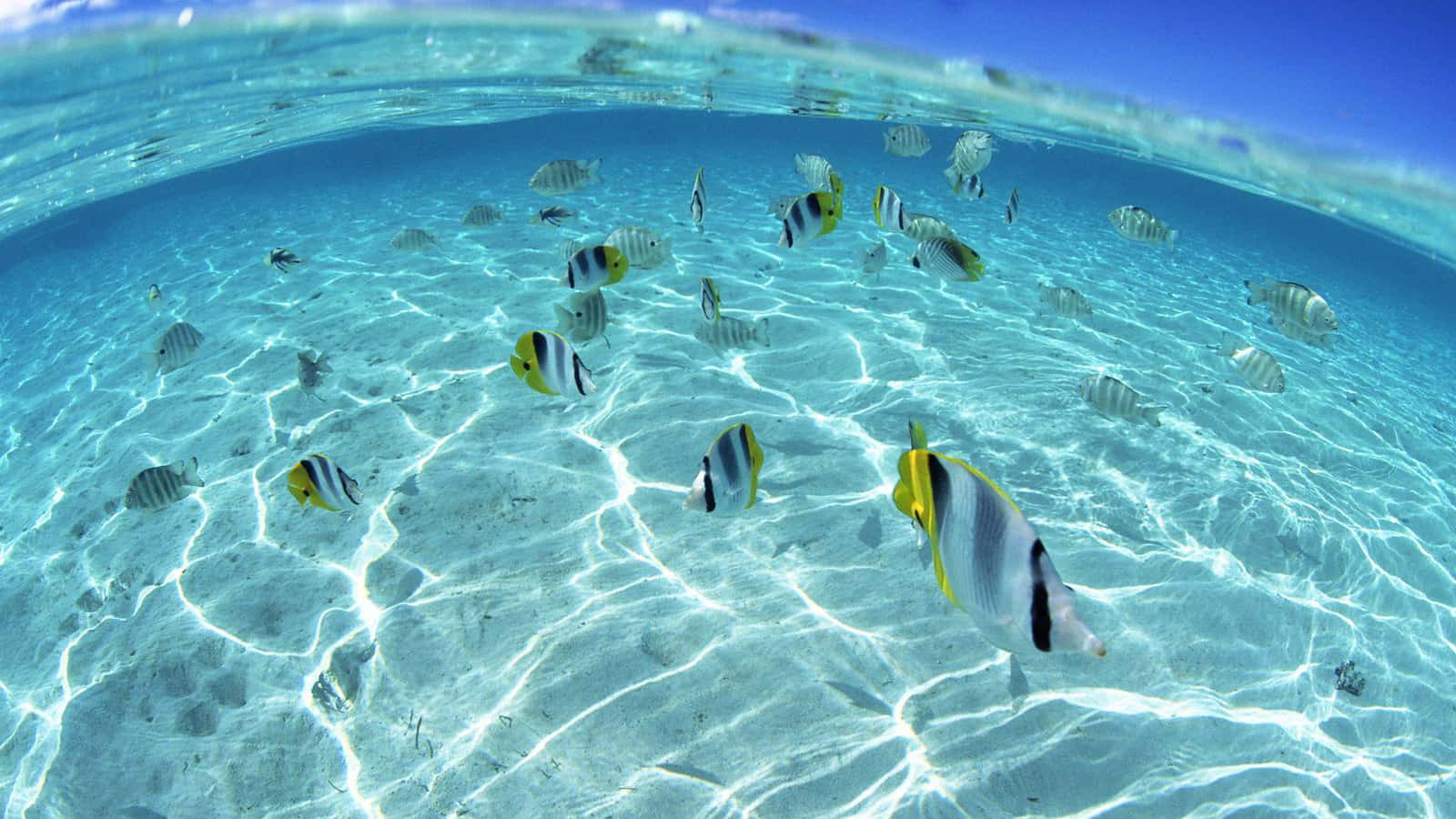 Tropical_ Fish_ Underwater_ Paradise.jpg Background