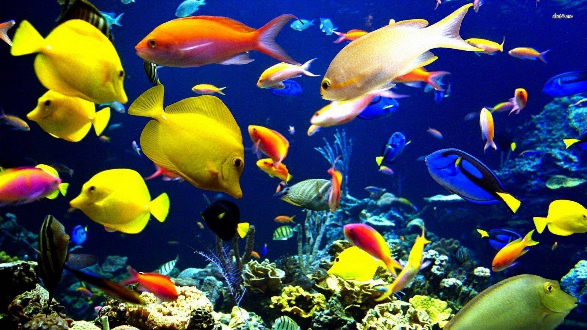 Tropical Fish With Corals Background