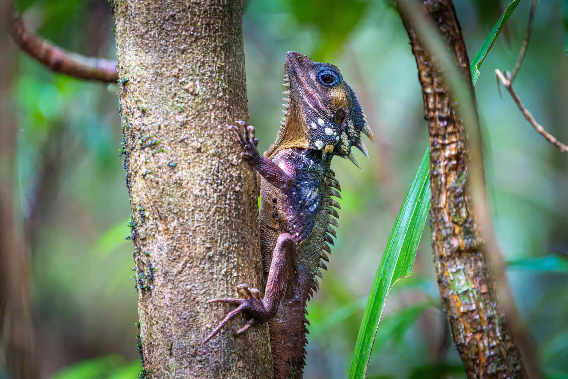 Tropical Iguana Climbing Tree.jpg Background