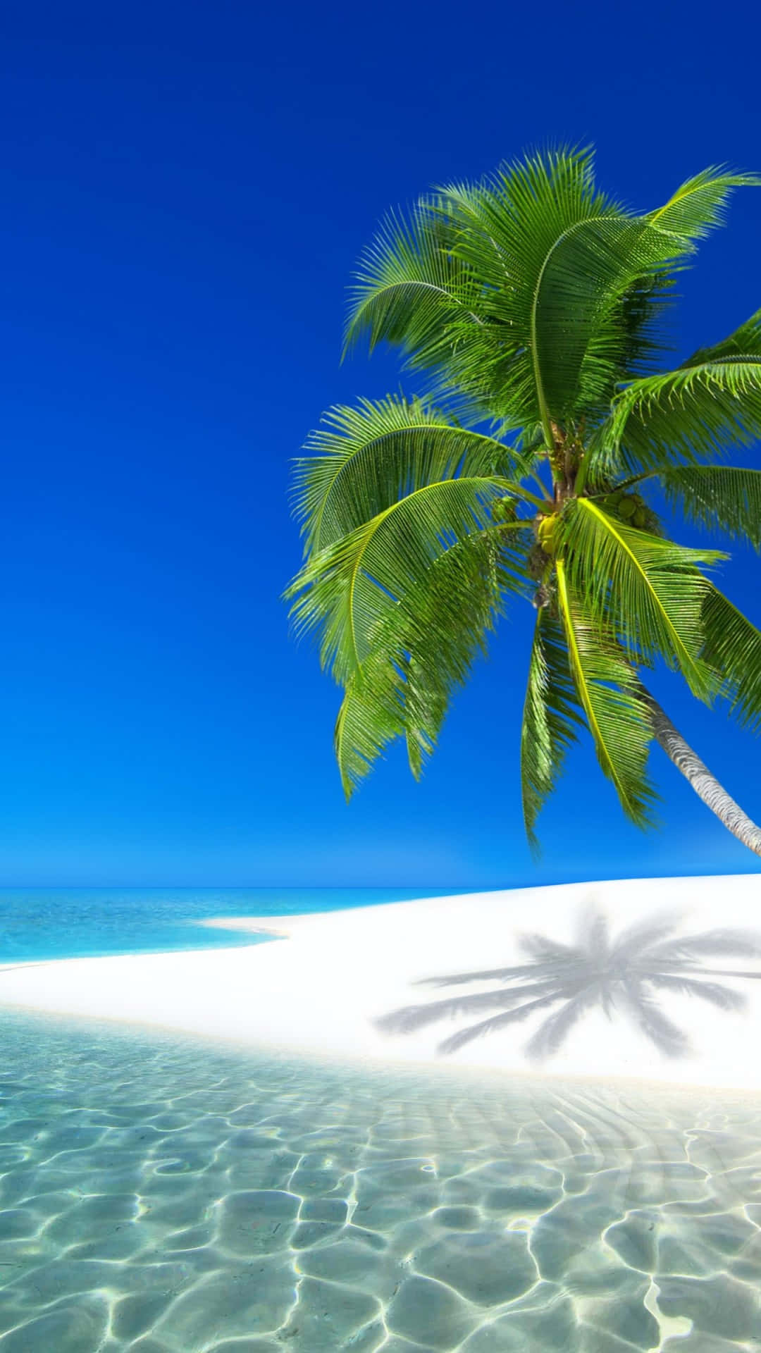 Tropical Island Coconut Background