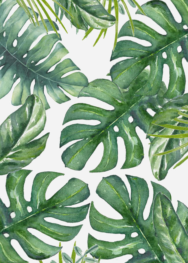 Tropical Jungle Monstera Leaf Pattern Background