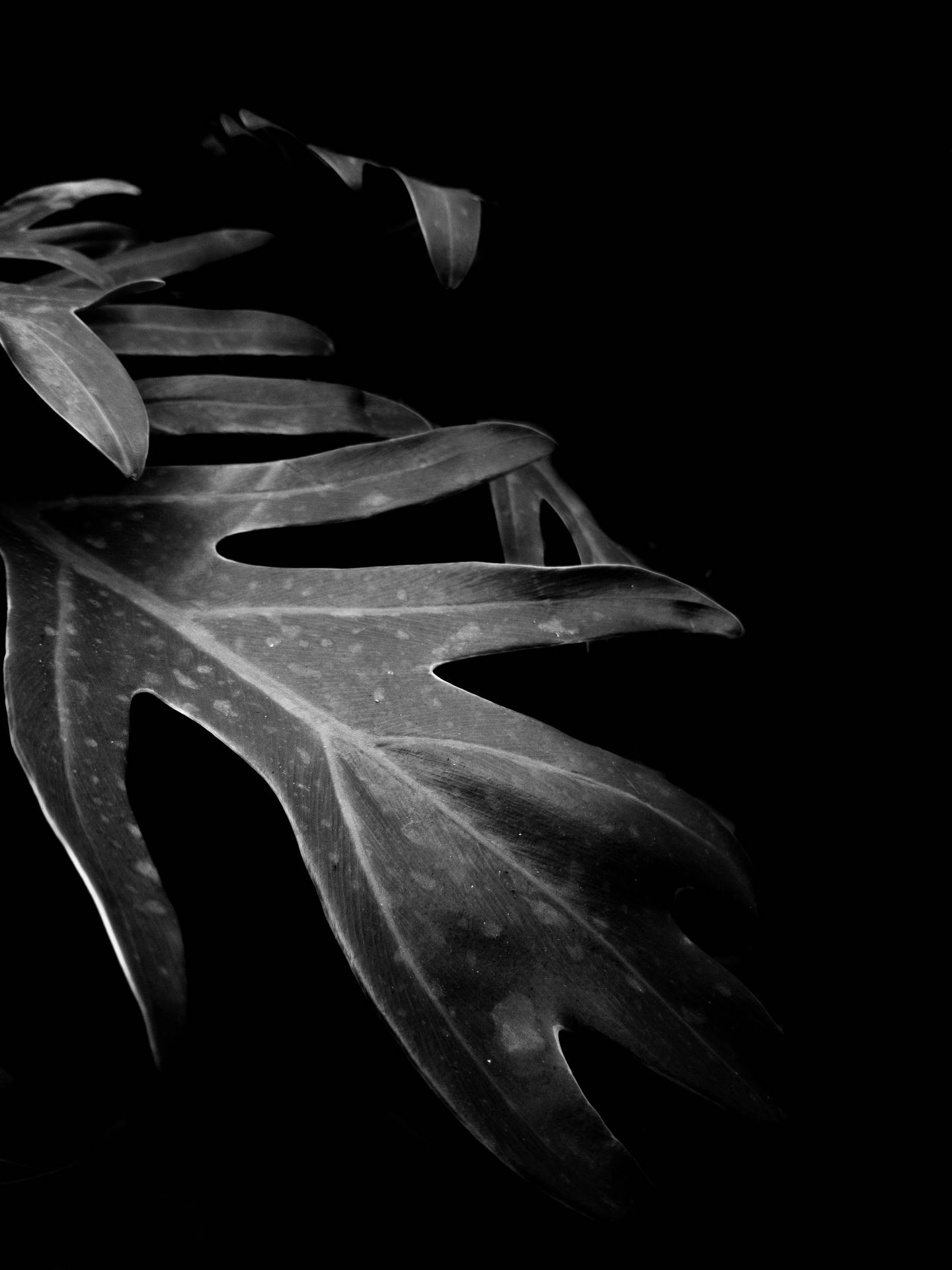 Tropical Leaf In Solid Black