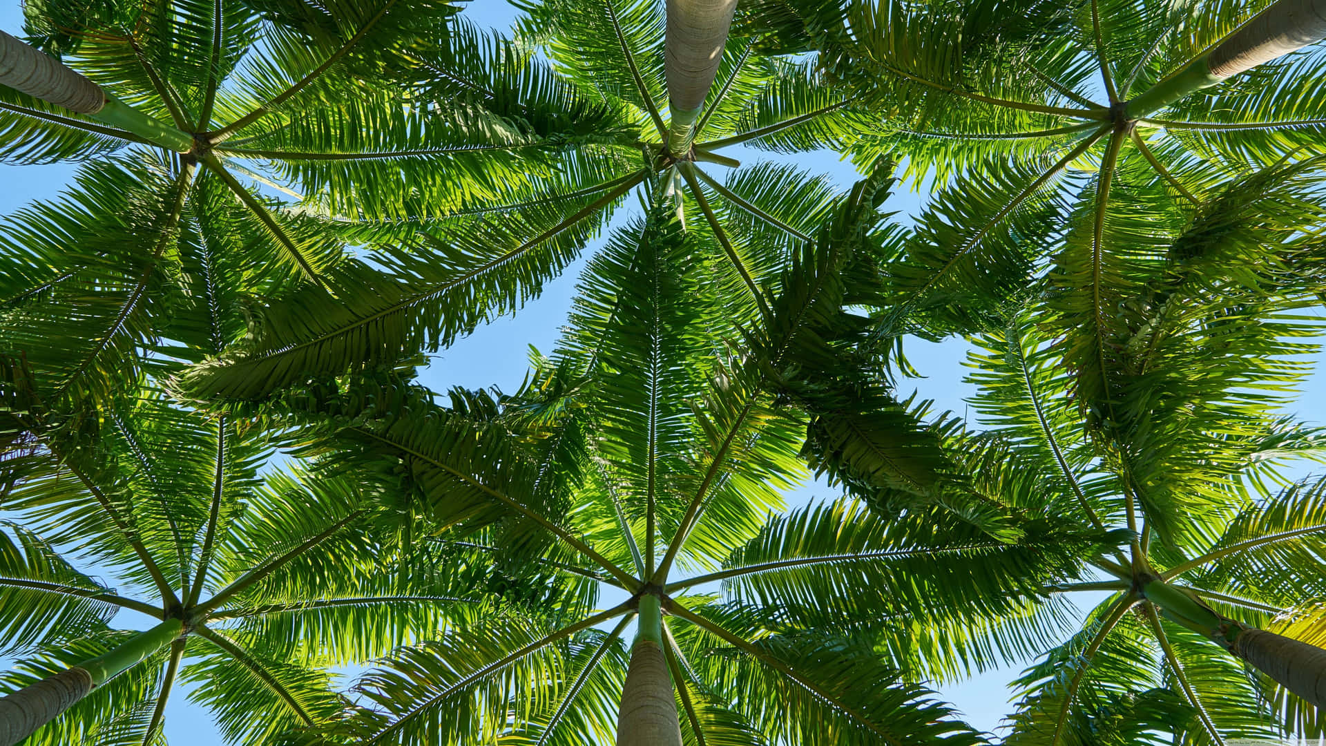 Tropical Leaves And Natural Beauty For Your Desktop Background