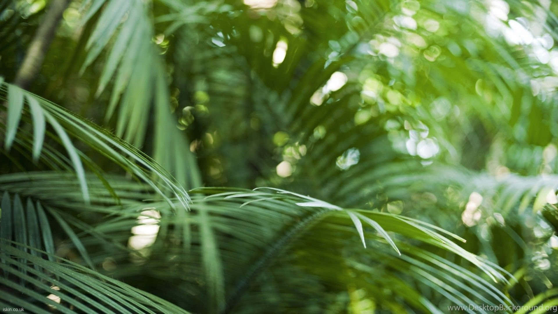 Tropical Leaves In The Sunshine Background