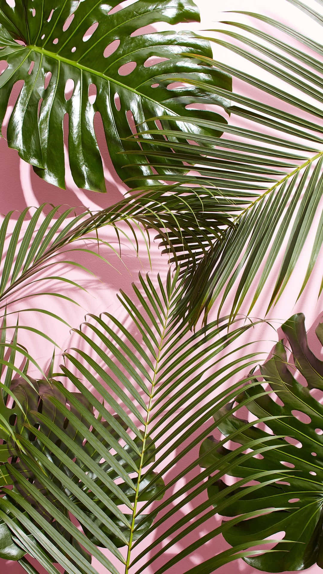 Tropical Leaves On A Pink Background