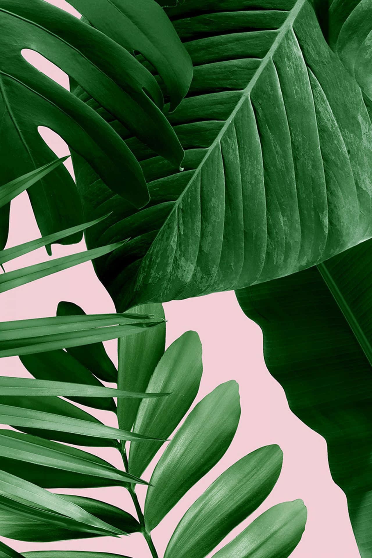 Tropical Leaves On A Pink Background