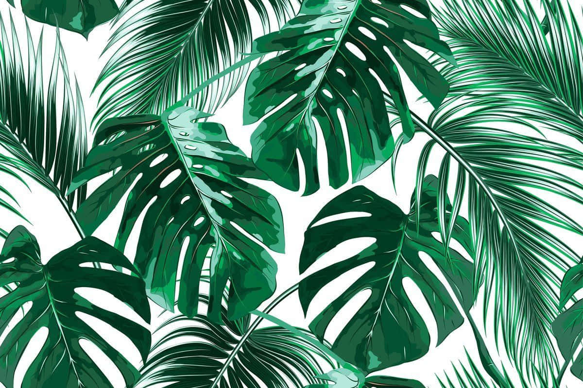 Tropical Leaves On A White Background Background