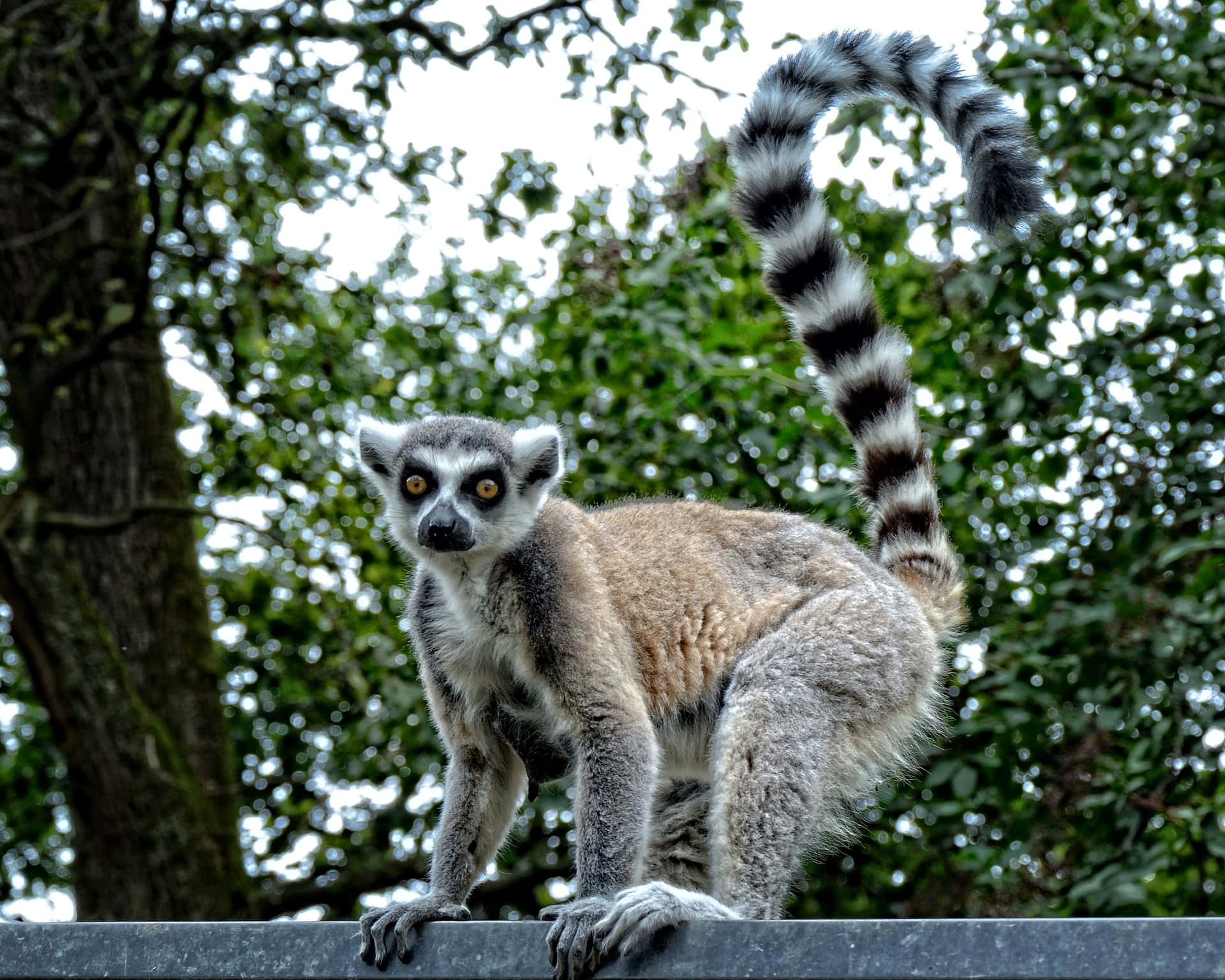 Tropical Lemur Perched In A Tree Background