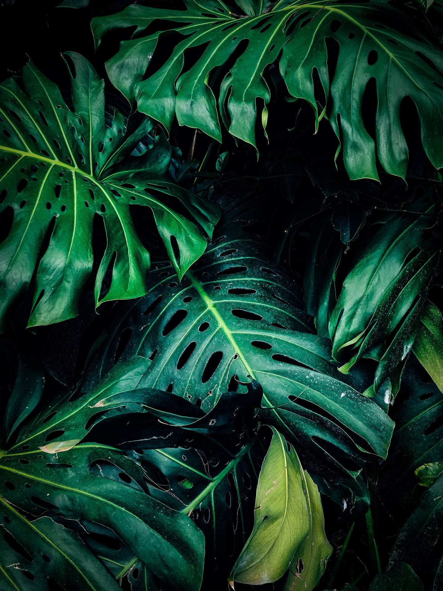Tropical Monstera Plant Aesthetic Background