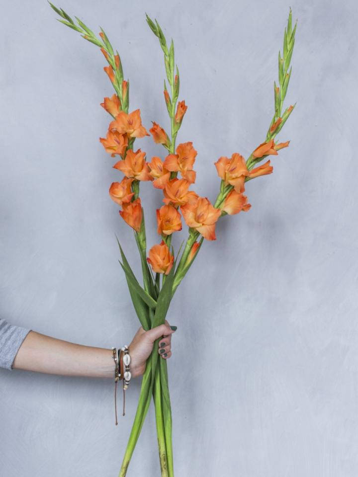 Tropical Orange Gladiolus Flowers Background