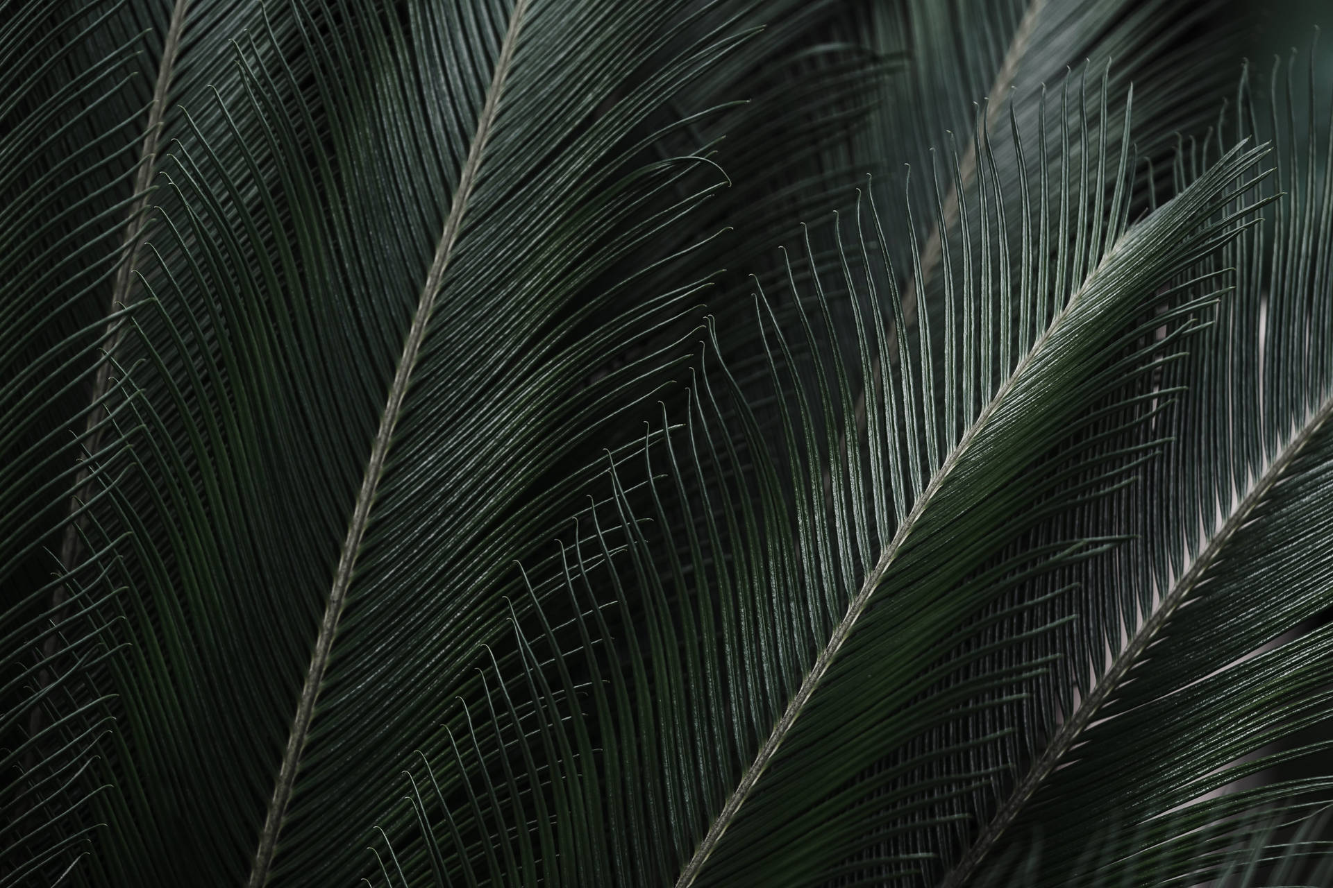 Tropical Palm Green Leaves Background