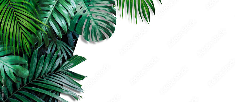 Tropical Palm Leaves In Vivid Aesthetic Background