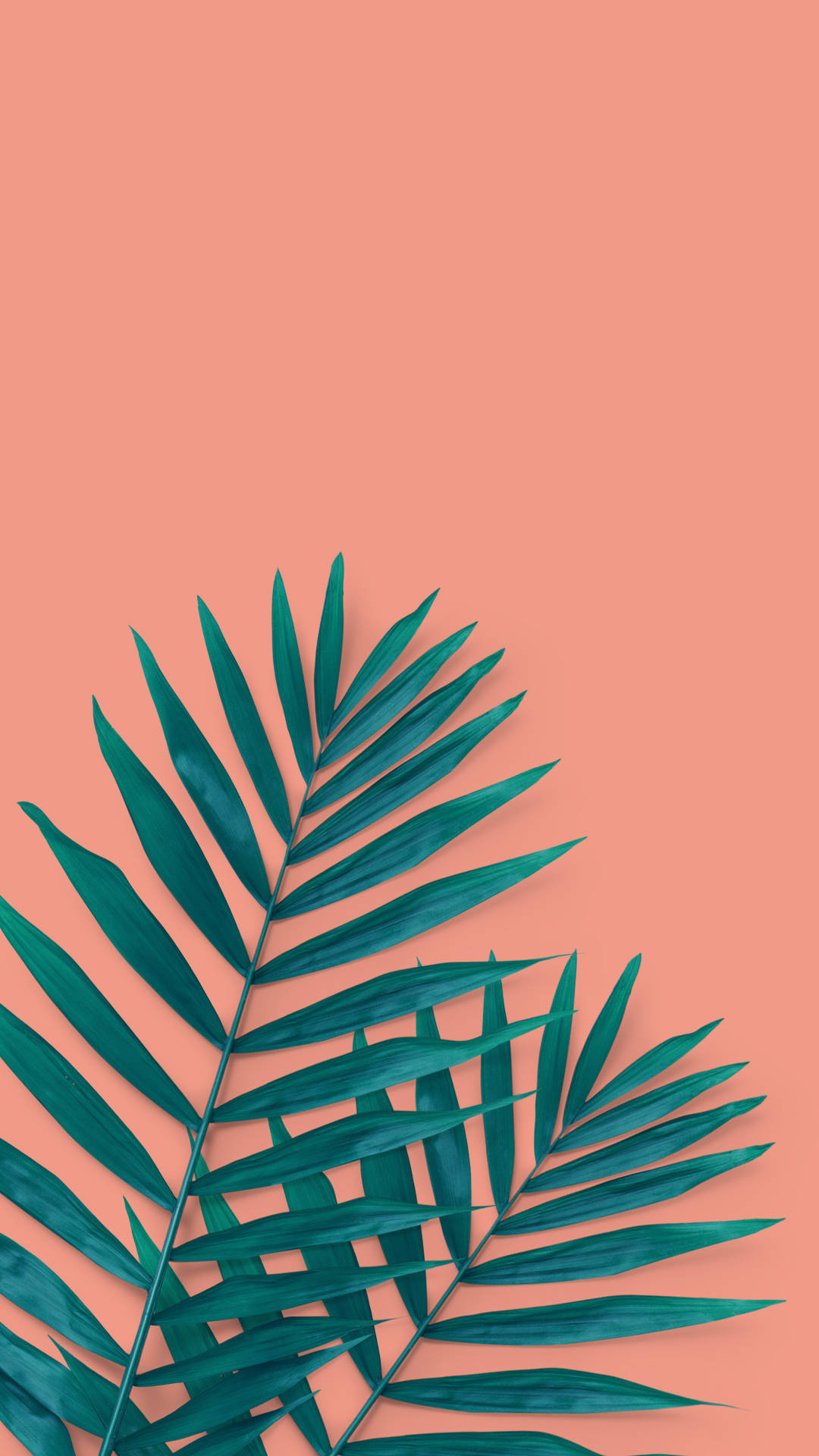 Tropical Palm Leaves Summer Iphone Background